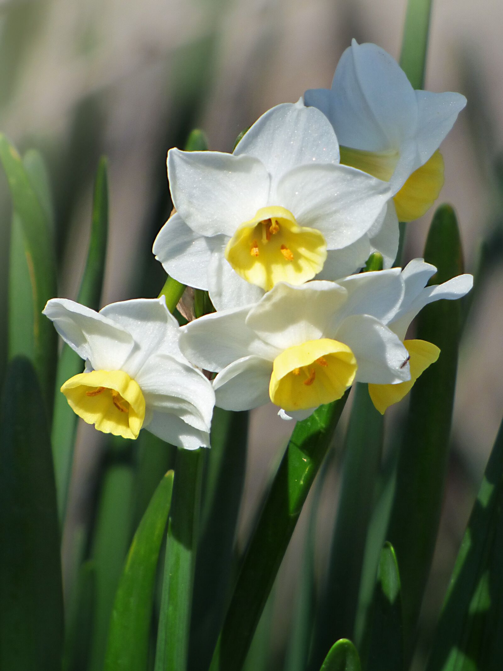 Panasonic Lumix DMC-FZ70 sample photo. Daffodils, flowers, spring photography