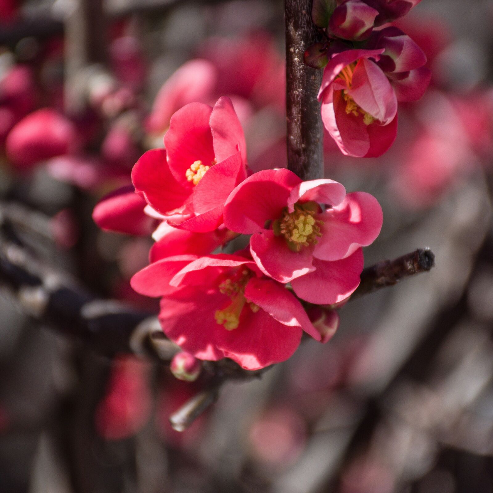 Nikon D5600 sample photo. Pink, flowers, bloom photography