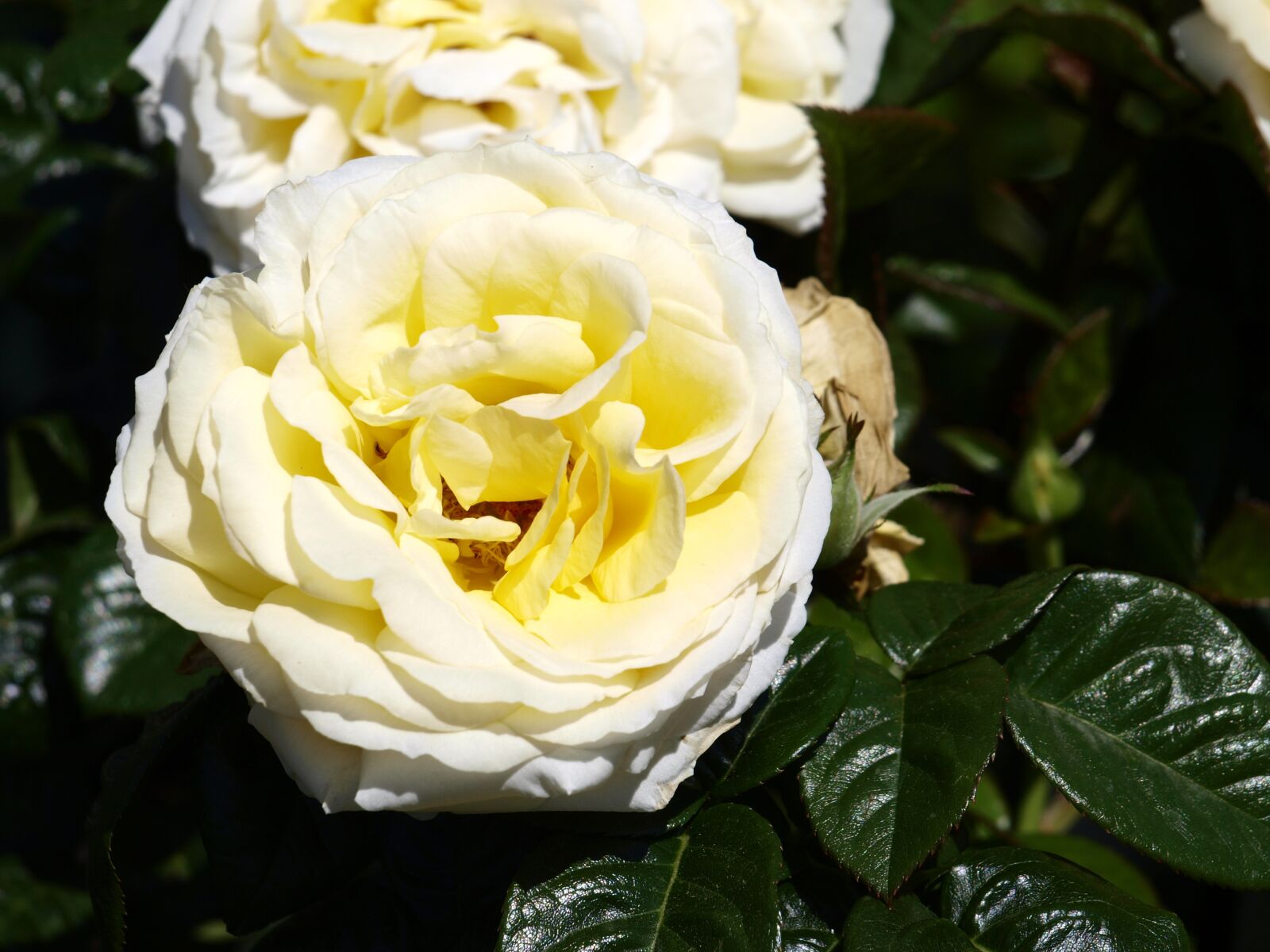 Olympus E-420 (EVOLT E-420) sample photo. Rose, blossom, bloom photography