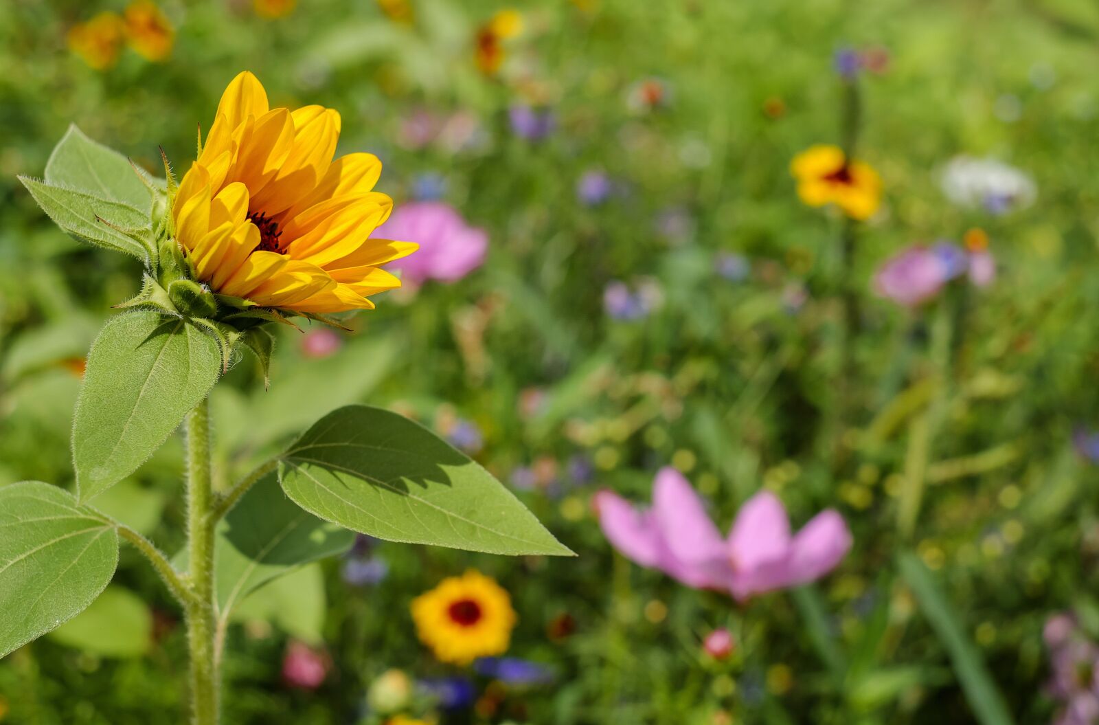 Fujifilm X-T10 + Fujifilm XF 35mm F1.4 R sample photo. Sunflower, flower, bloom photography