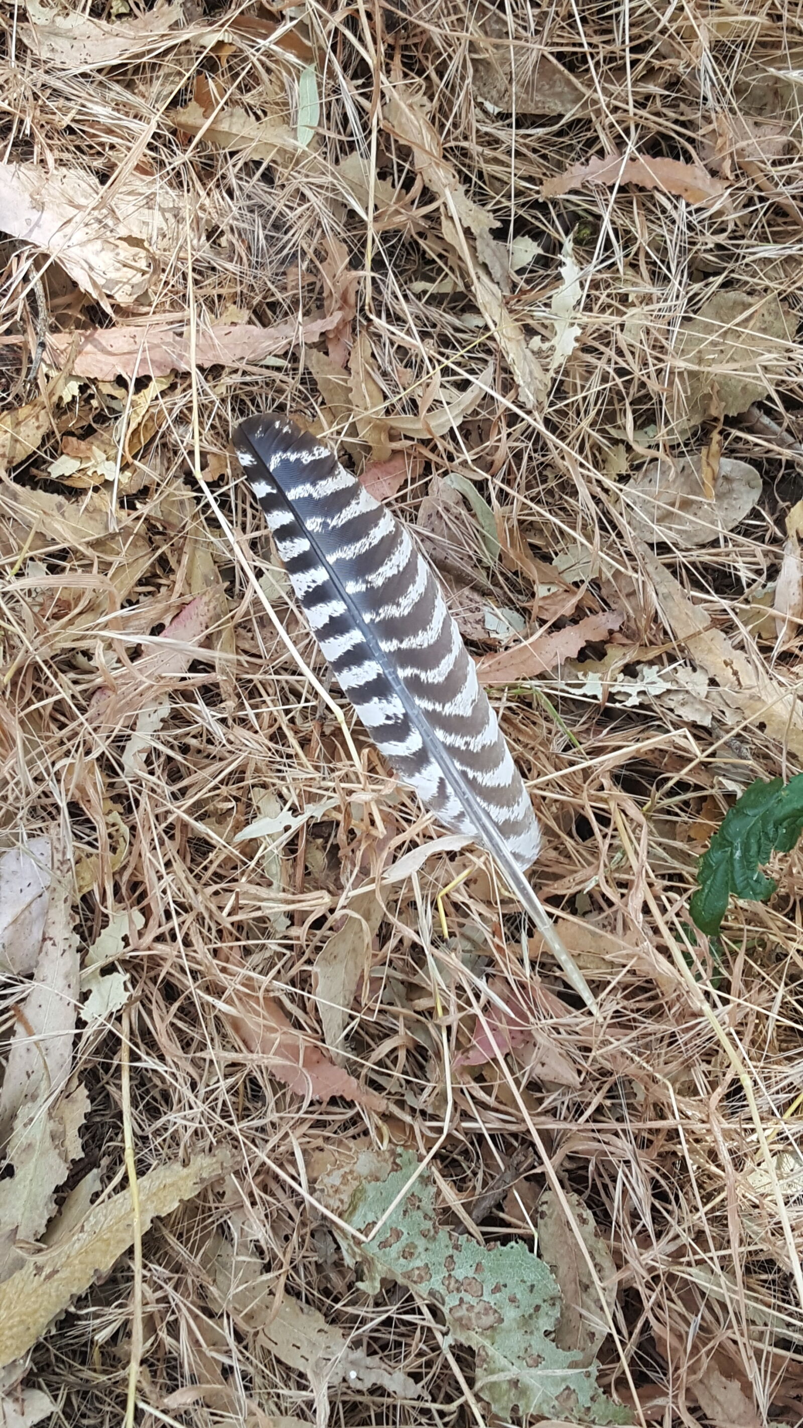 Samsung Galaxy S6 sample photo