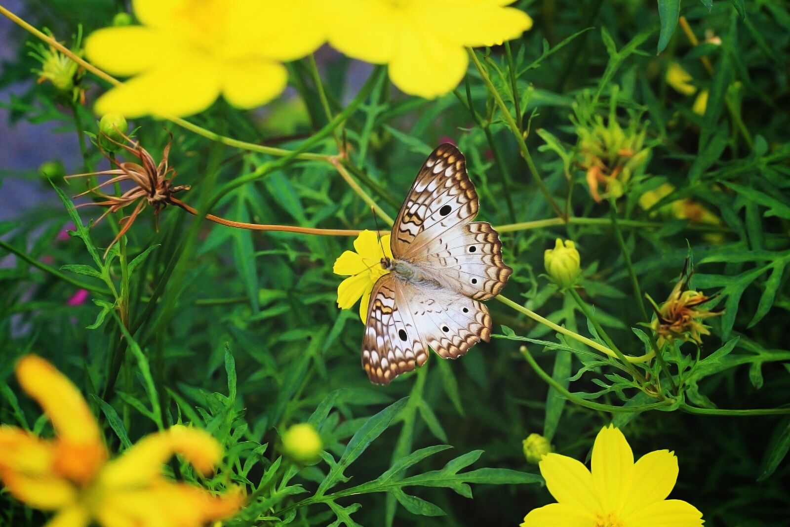 Canon EOS 600D (Rebel EOS T3i / EOS Kiss X5) + Canon EF 50mm F1.8 STM sample photo. Butterfly, flying insect, spring photography