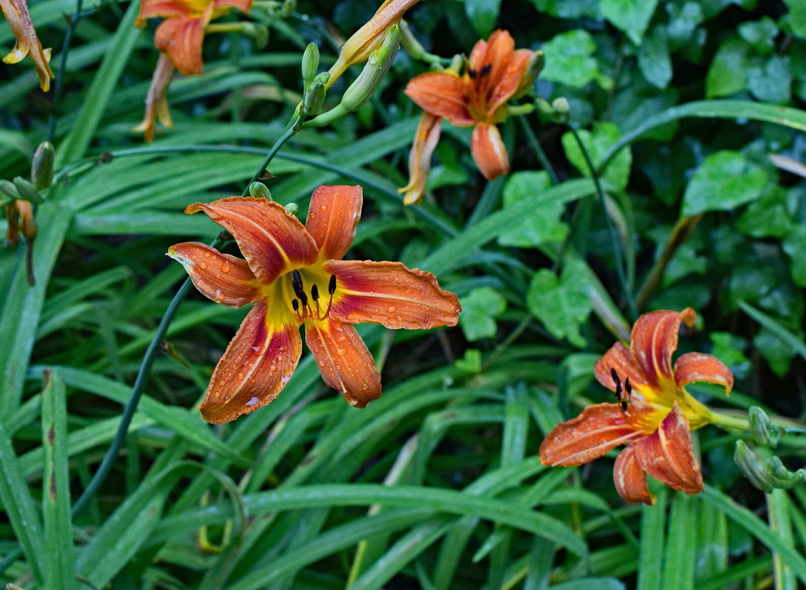 Nikon D3300 sample photo. Rain-wet daylily, rain, flower photography