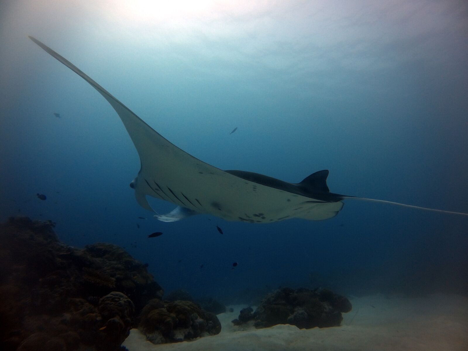 GoPro Hero8 Black sample photo. The devil fish, matan photography