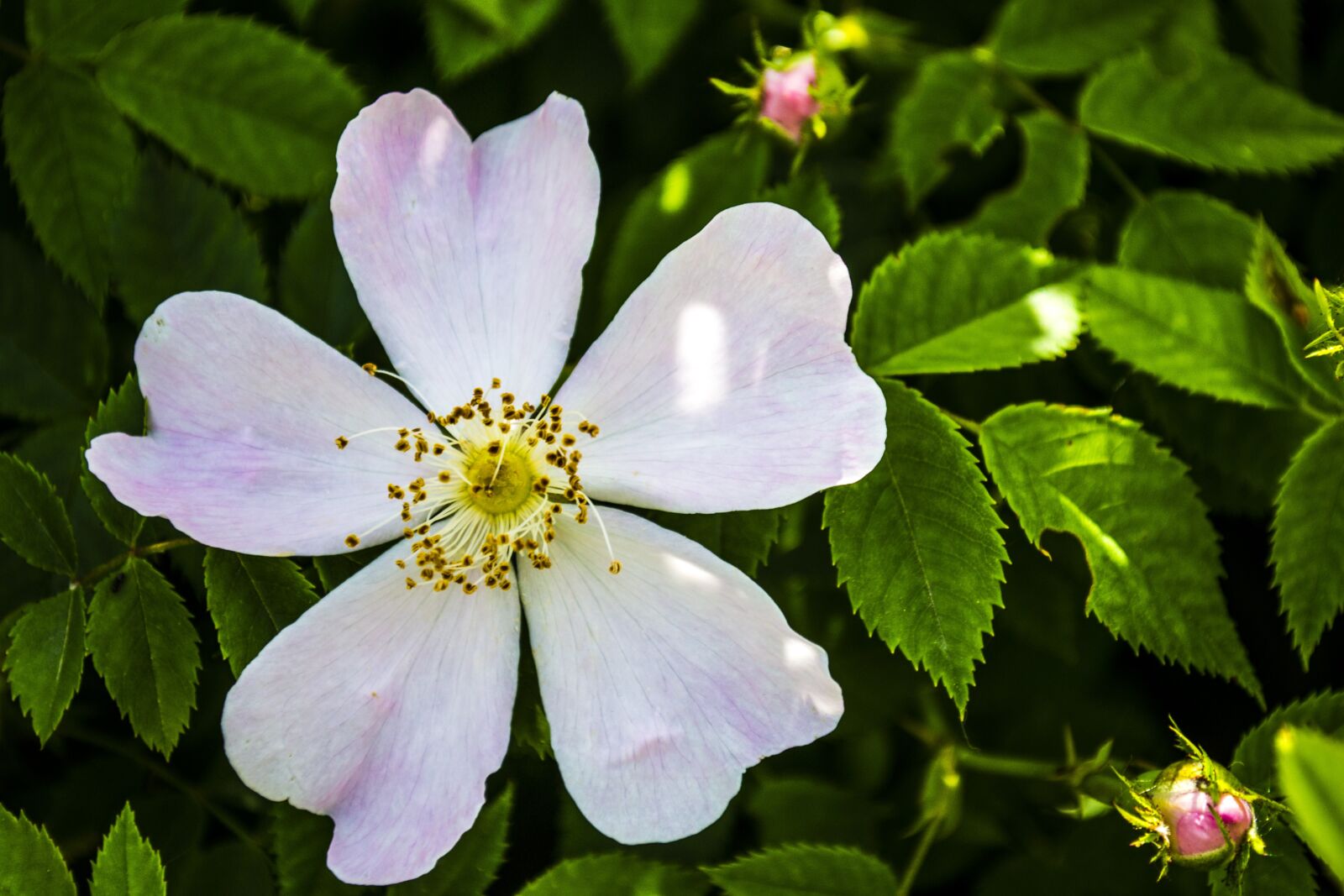 Nikon D3100 sample photo. White, flower, nature photography