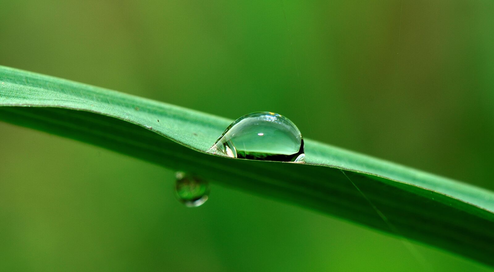 Nikon D5300 sample photo. Water, drop, grass photography