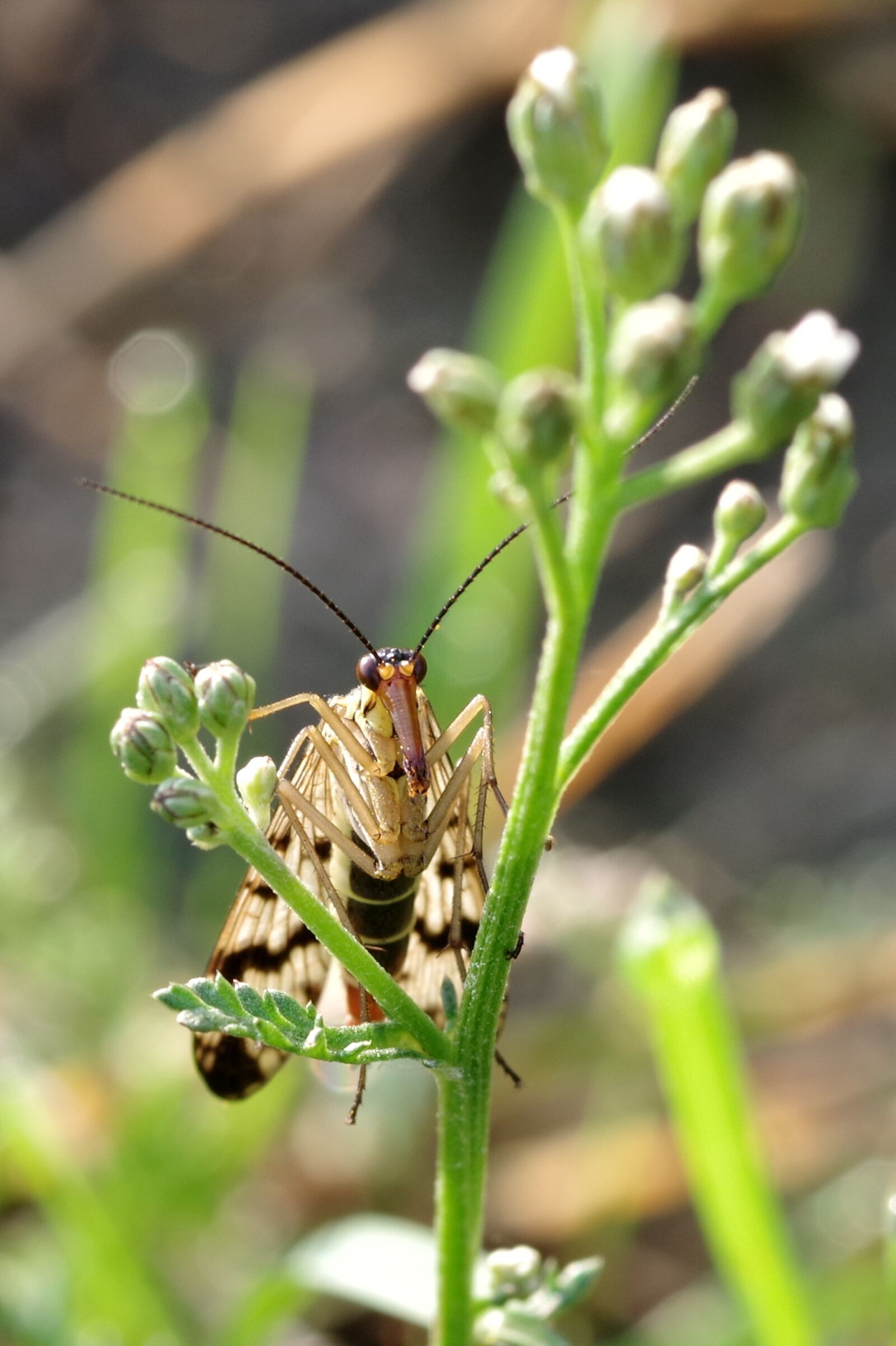 Pentax K-S2 sample photo. Insect, long snout, a photography
