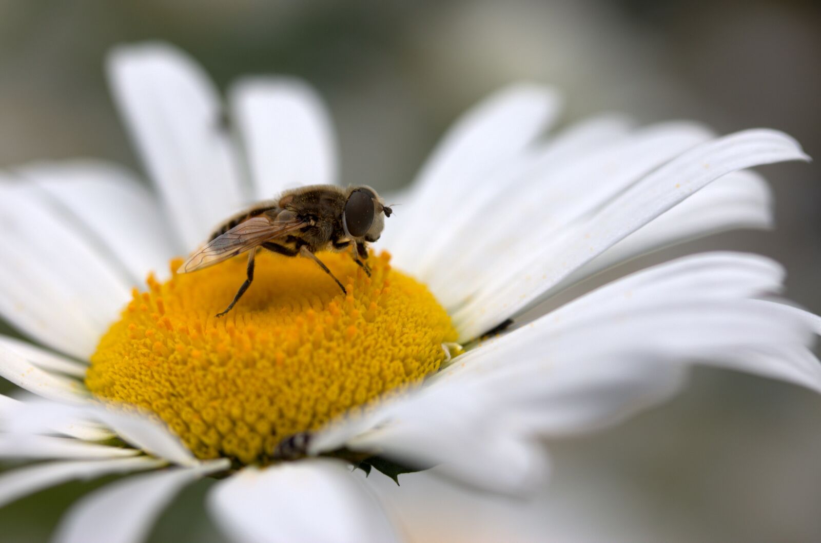 Canon EF-S 60mm F2.8 Macro USM sample photo. Bee, daisy, pollen photography