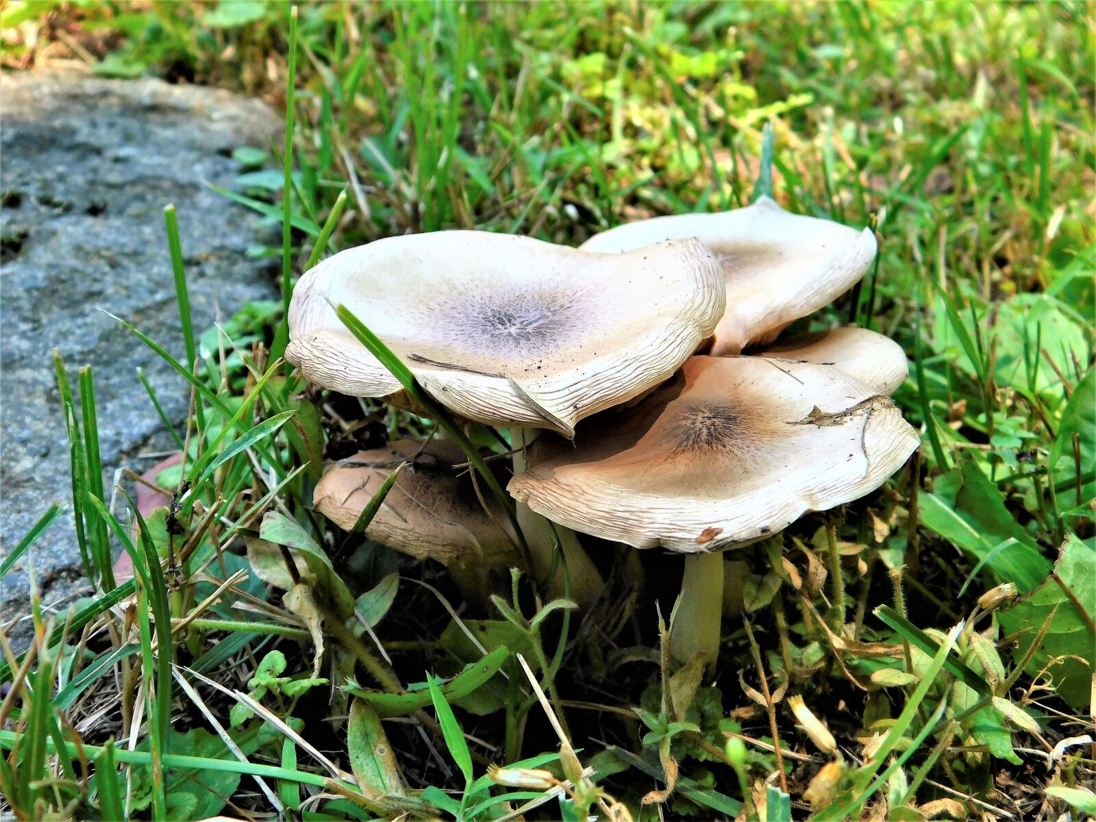 Nikon Coolpix L840 sample photo. Garden, grass, mushrooms, rock photography