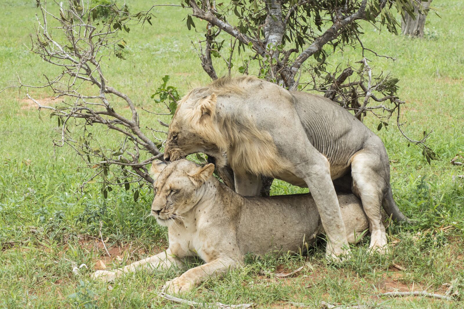 Nikon D5500 sample photo. Lion, mate, mating photography