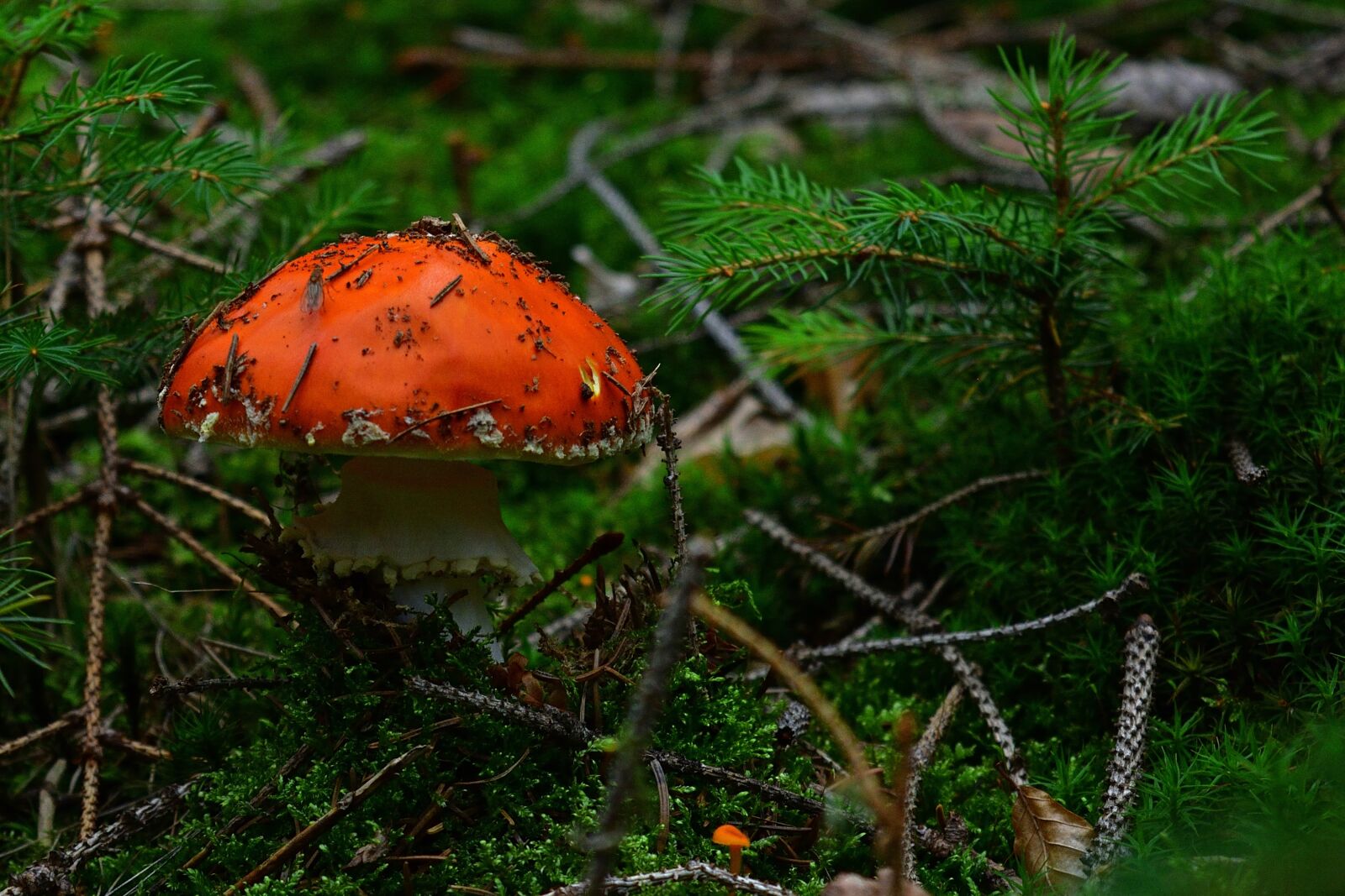 Nikon D5200 sample photo. Forest, nature, fly agaric photography
