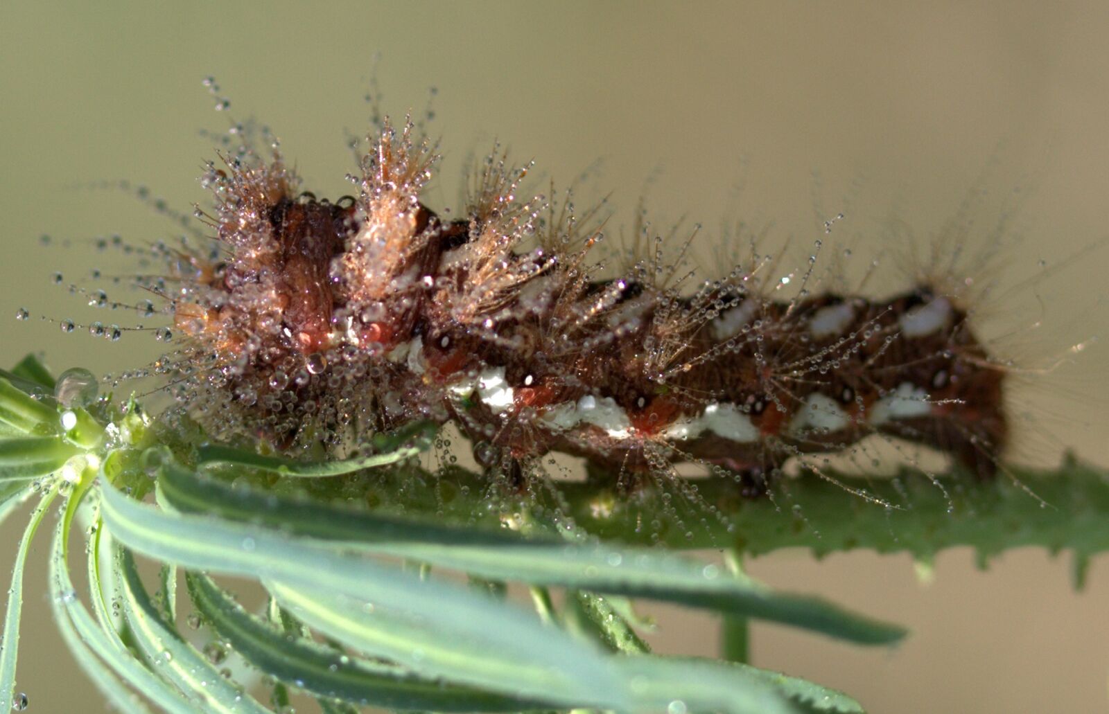Canon EF-S 60mm F2.8 Macro USM sample photo. Caterpillar, the larva, brown photography