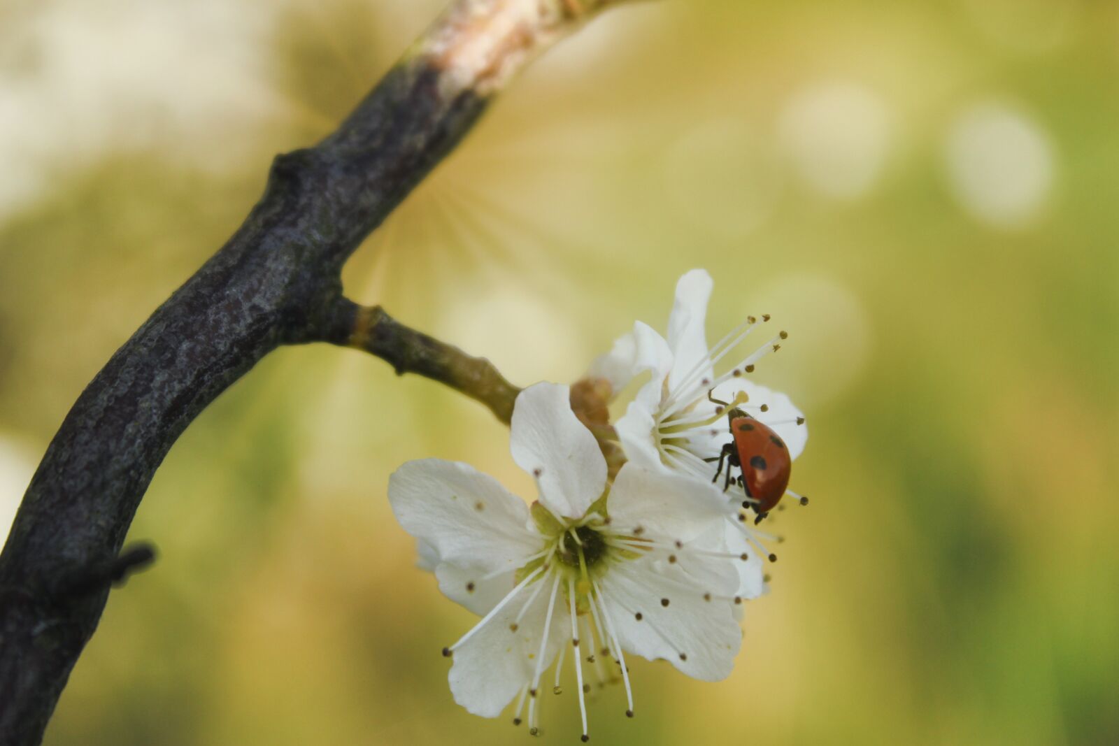 Canon EOS 1300D (EOS Rebel T6 / EOS Kiss X80) sample photo. Ladybug, spring, nature photography