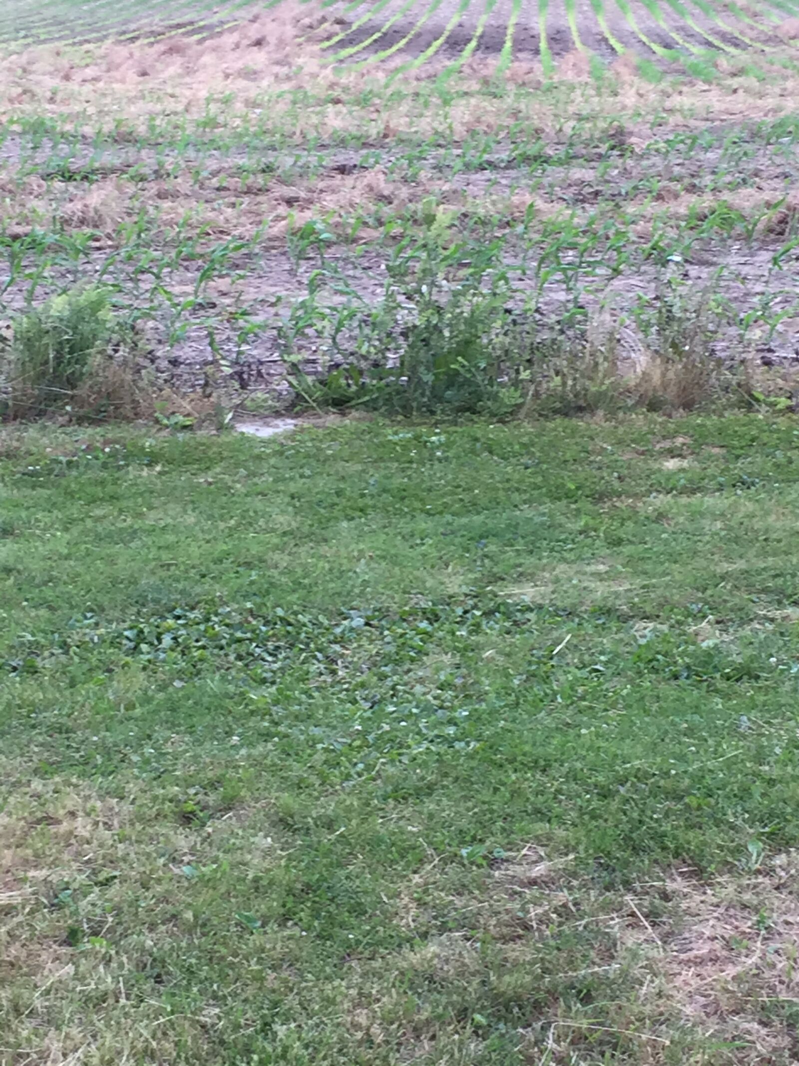 iPhone 6 back camera 4.15mm f/2.2 sample photo. Grass, cornfield photography