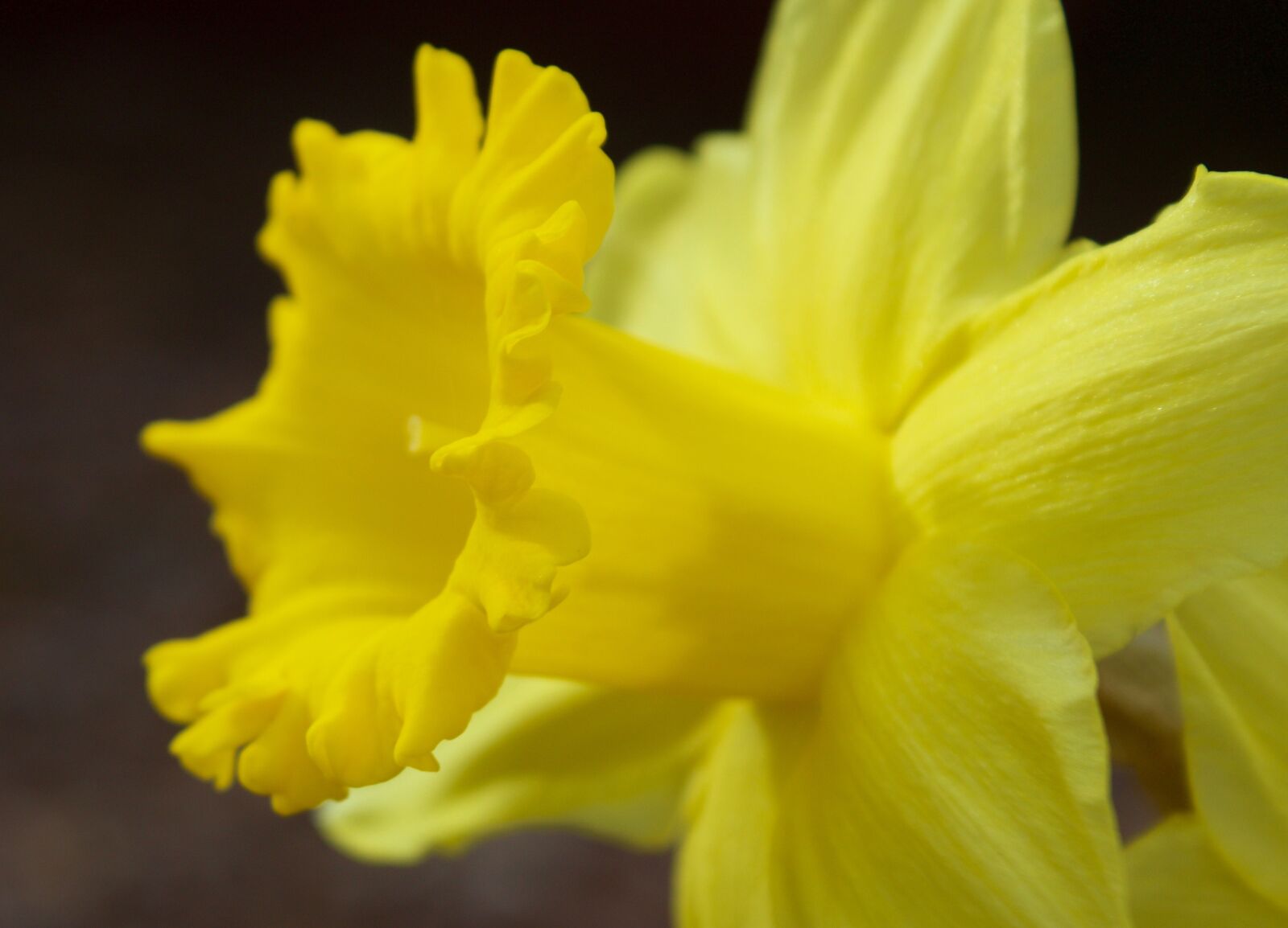 Canon EOS 1200D (EOS Rebel T5 / EOS Kiss X70 / EOS Hi) sample photo. Flower, yellow, macro photography