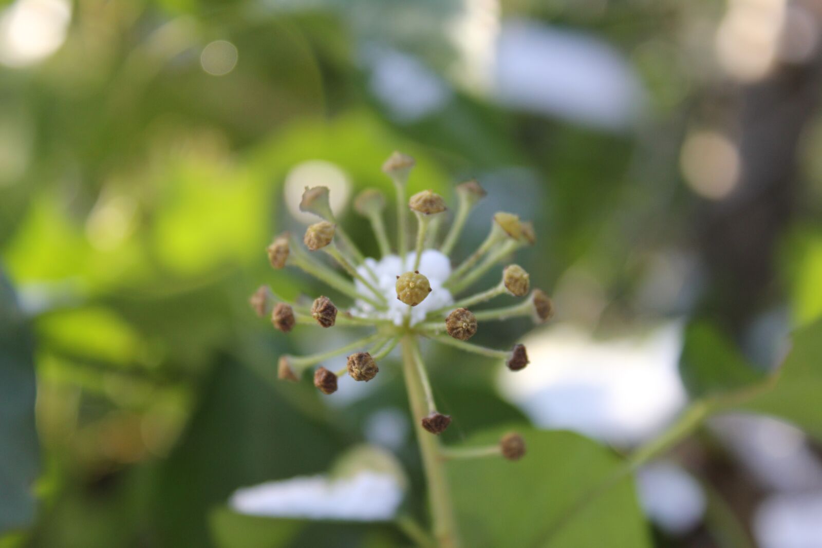 Canon EOS 550D (EOS Rebel T2i / EOS Kiss X4) sample photo. Plant, nature, frost photography