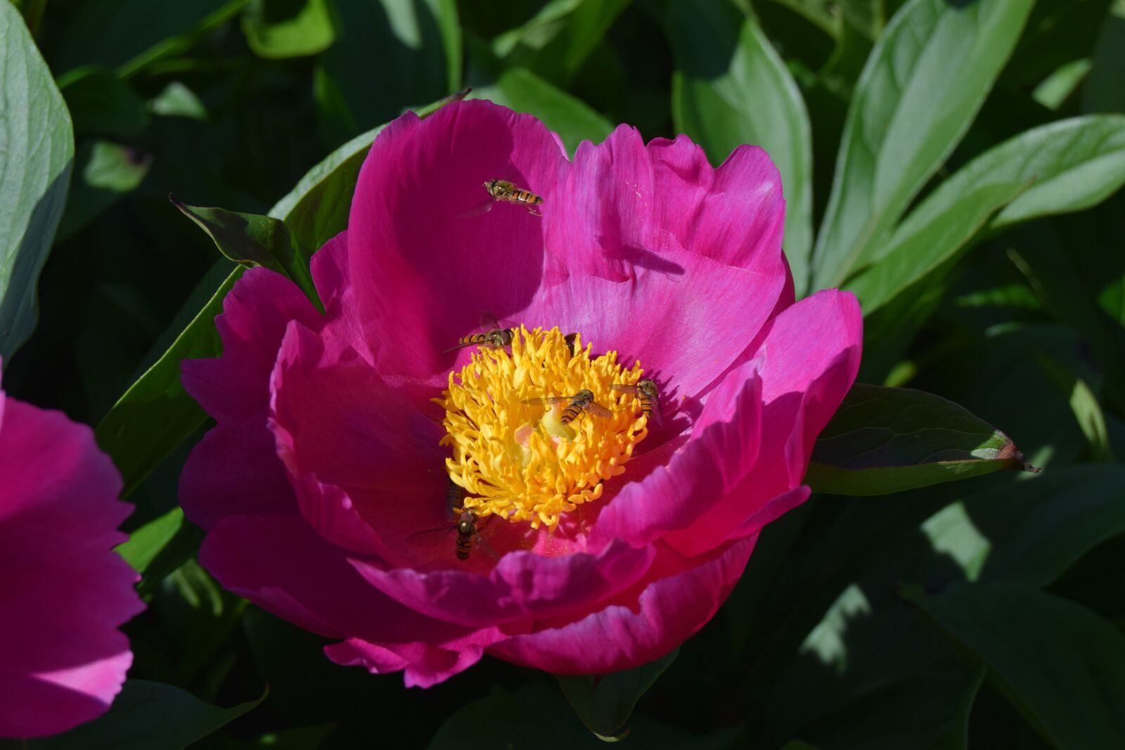 Nikon D3300 sample photo. Plant, flower, peony photography