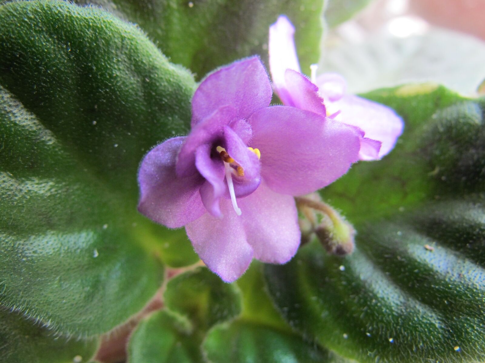 Canon PowerShot SX30 IS sample photo. Violet, flowers, leaf photography