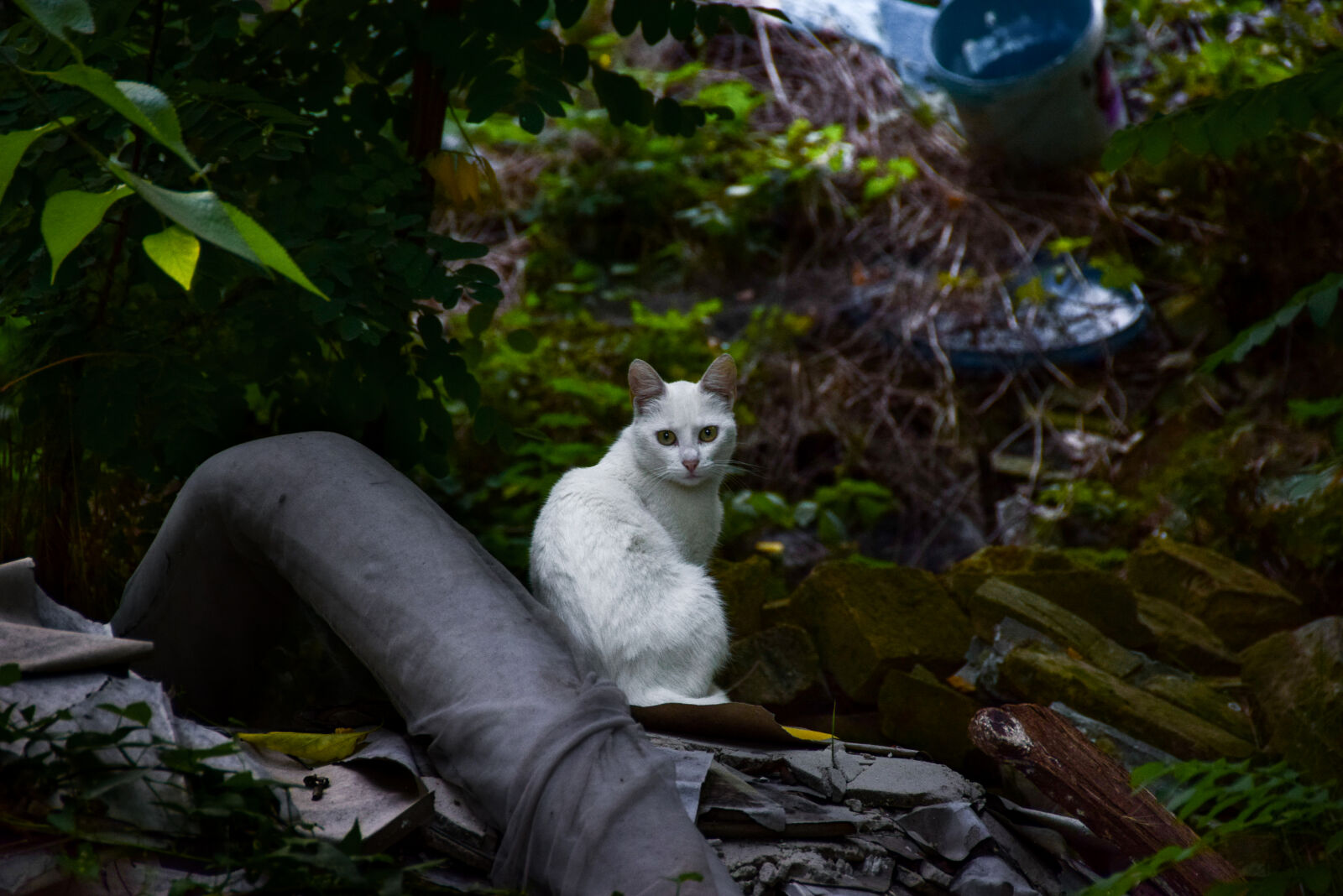 Nikon D3300 sample photo. White, short, fur, cat photography