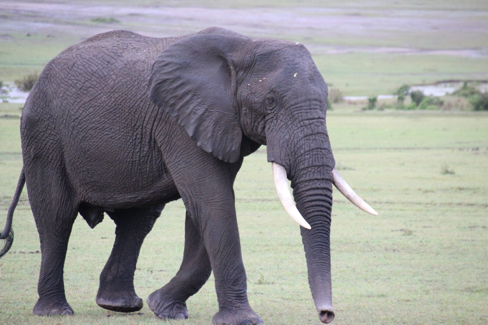 Canon EOS 600D (Rebel EOS T3i / EOS Kiss X5) sample photo. Elephant, kenya, africa photography