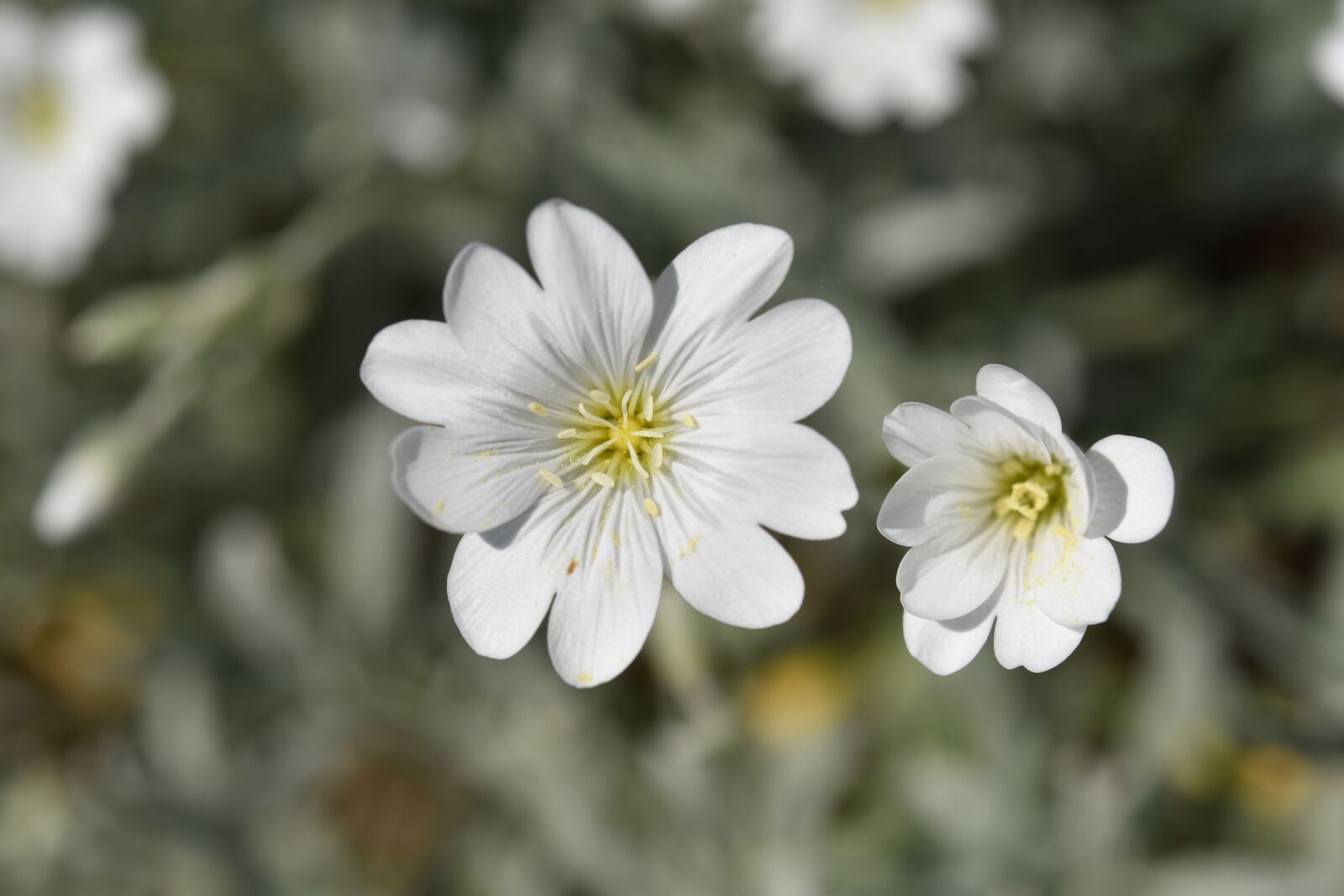 Nikon D5600 sample photo. Flower, white flower, flower photography