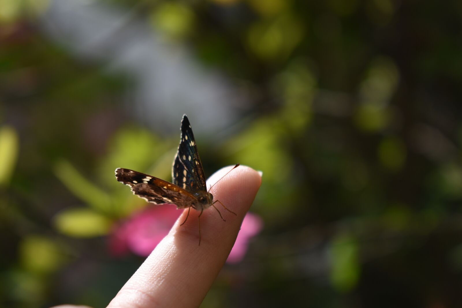 Nikon D5600 sample photo. Finger, butterfly, insect photography