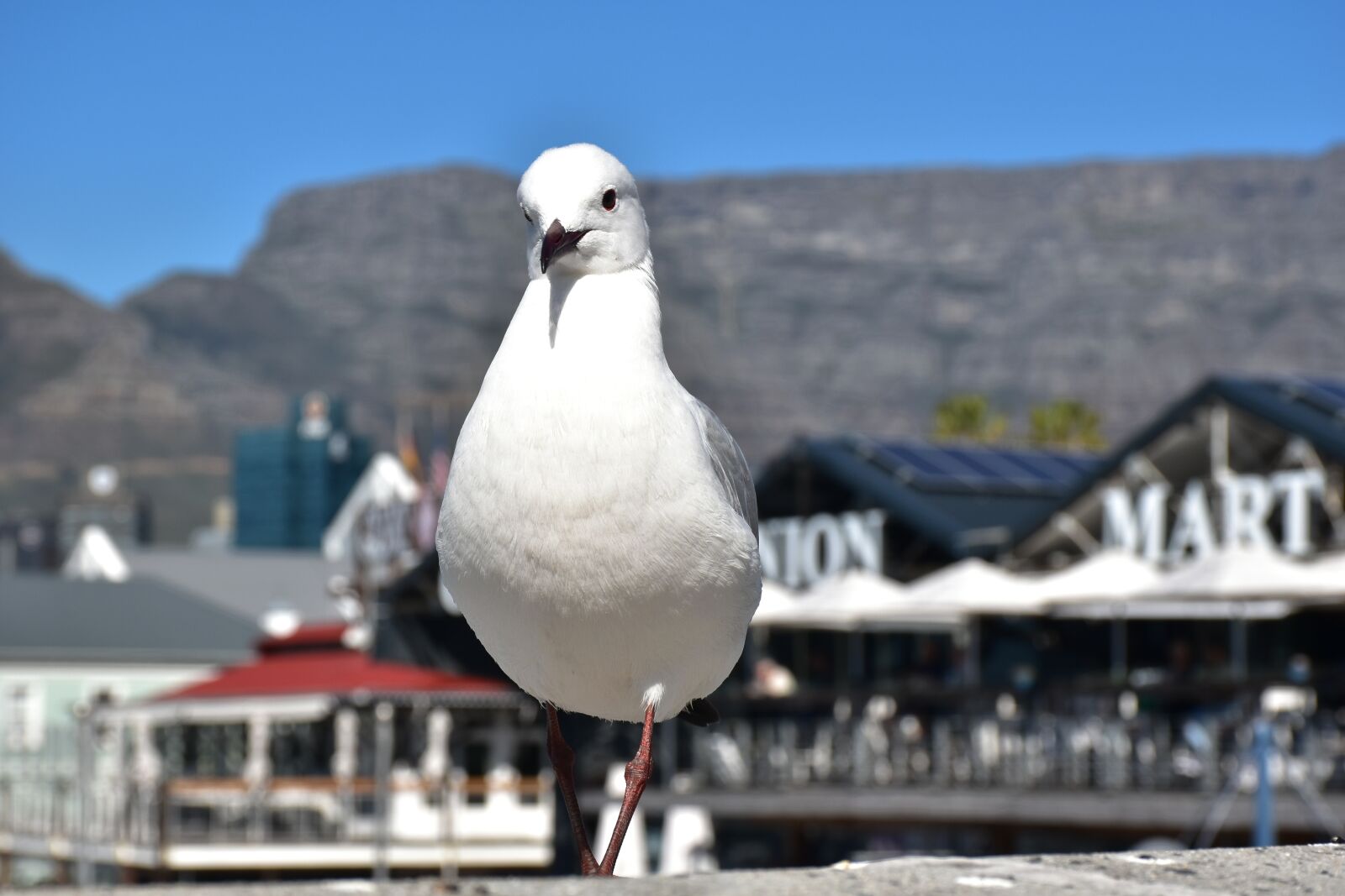 Nikon D5500 sample photo. Seagull, waterfront, cape town photography