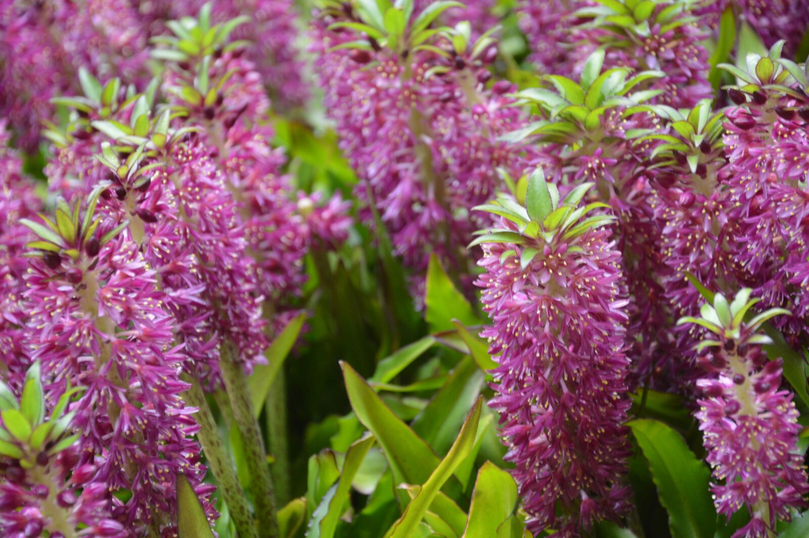Nikon D3200 sample photo. Purple flowers, lavender, nature photography