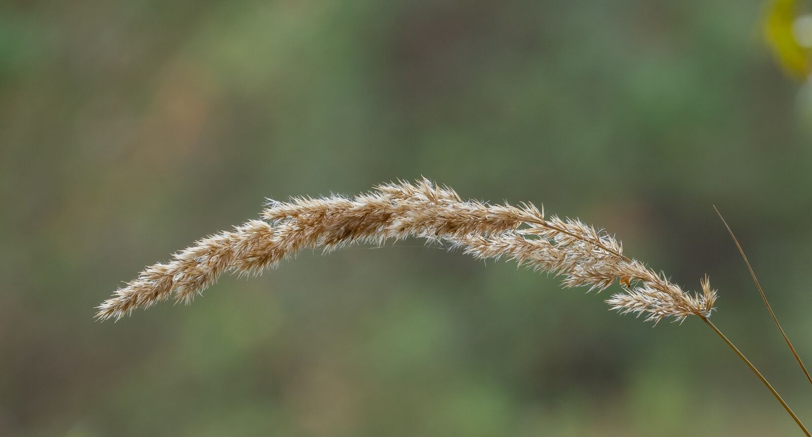 Canon EOS 7D Mark II + Canon EF 70-300mm F4-5.6L IS USM sample photo. Reed, grass, sedge photography
