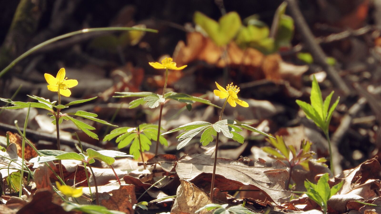 Nikon Coolpix P610 sample photo. Anemone ranunculoides, anemone, prysky photography