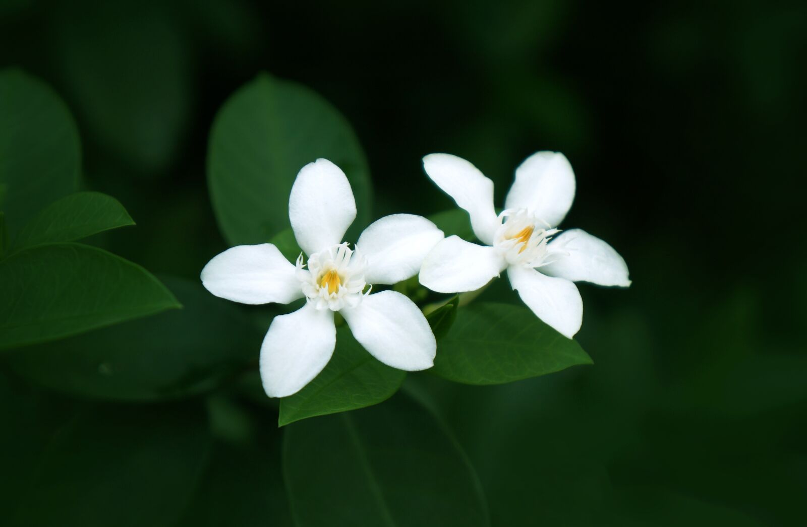 Sony Alpha NEX-F3 + Sony E 18-55mm F3.5-5.6 OSS sample photo. Natural, white flowers, pure photography