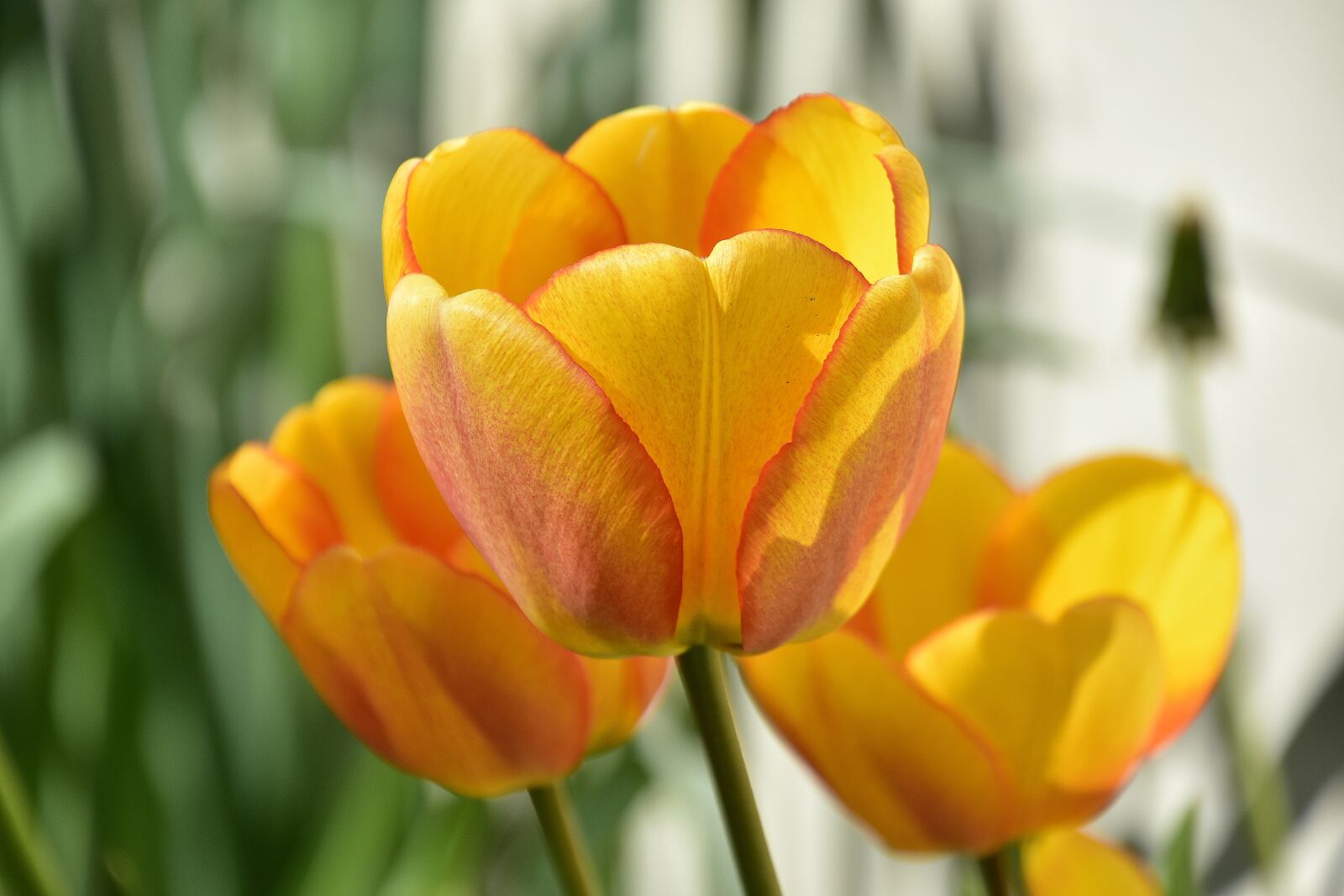 Nikon D7200 sample photo. Flower, tulip, nature photography