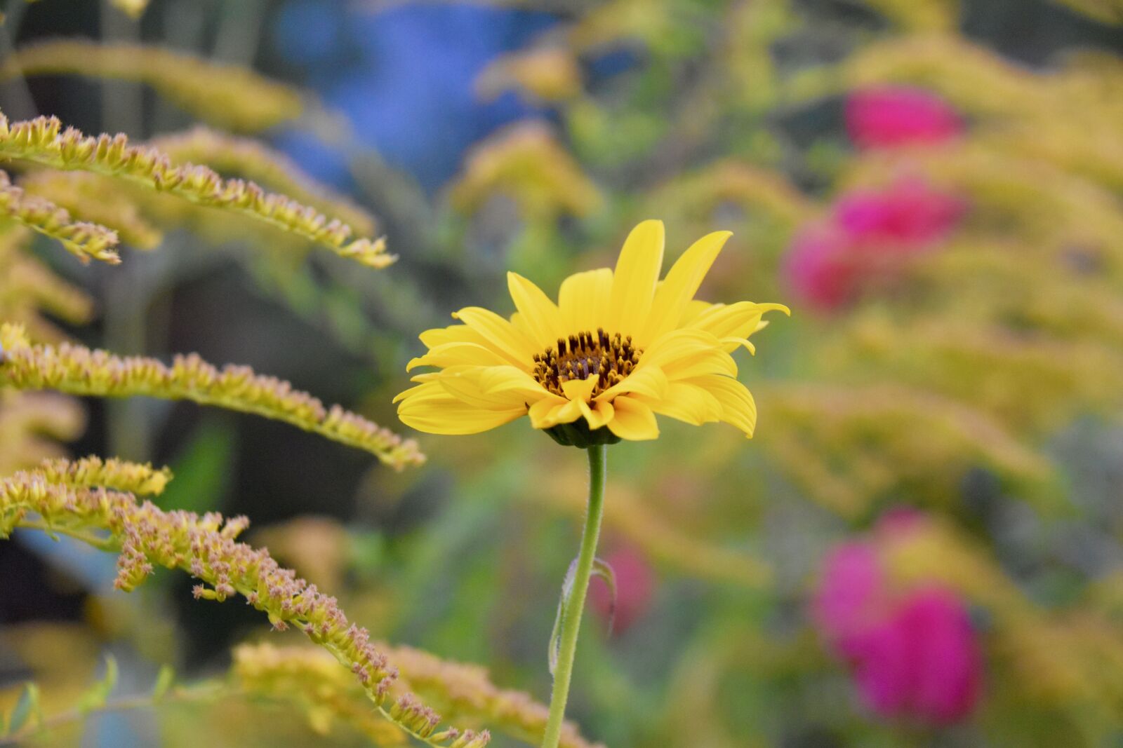 Nikon D5600 sample photo. Flower, daisy flower, yellow photography