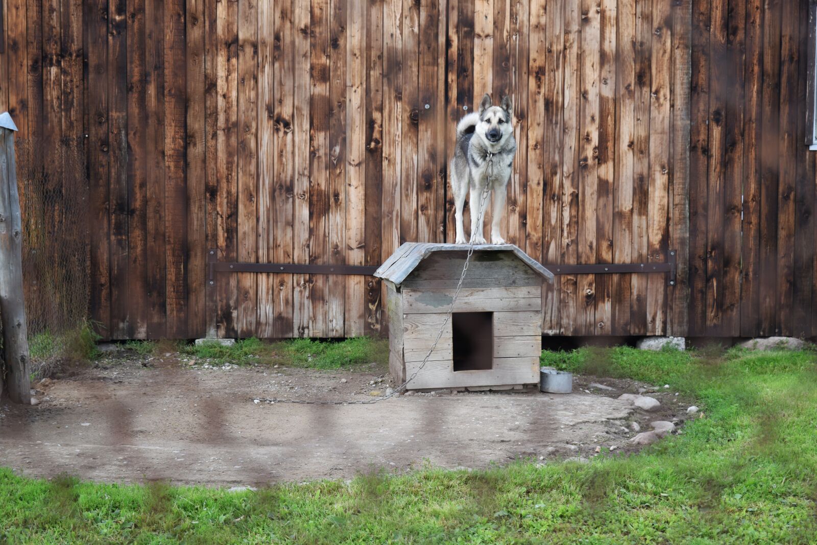 Nikon D3300 sample photo. Dog, chained, kennel photography