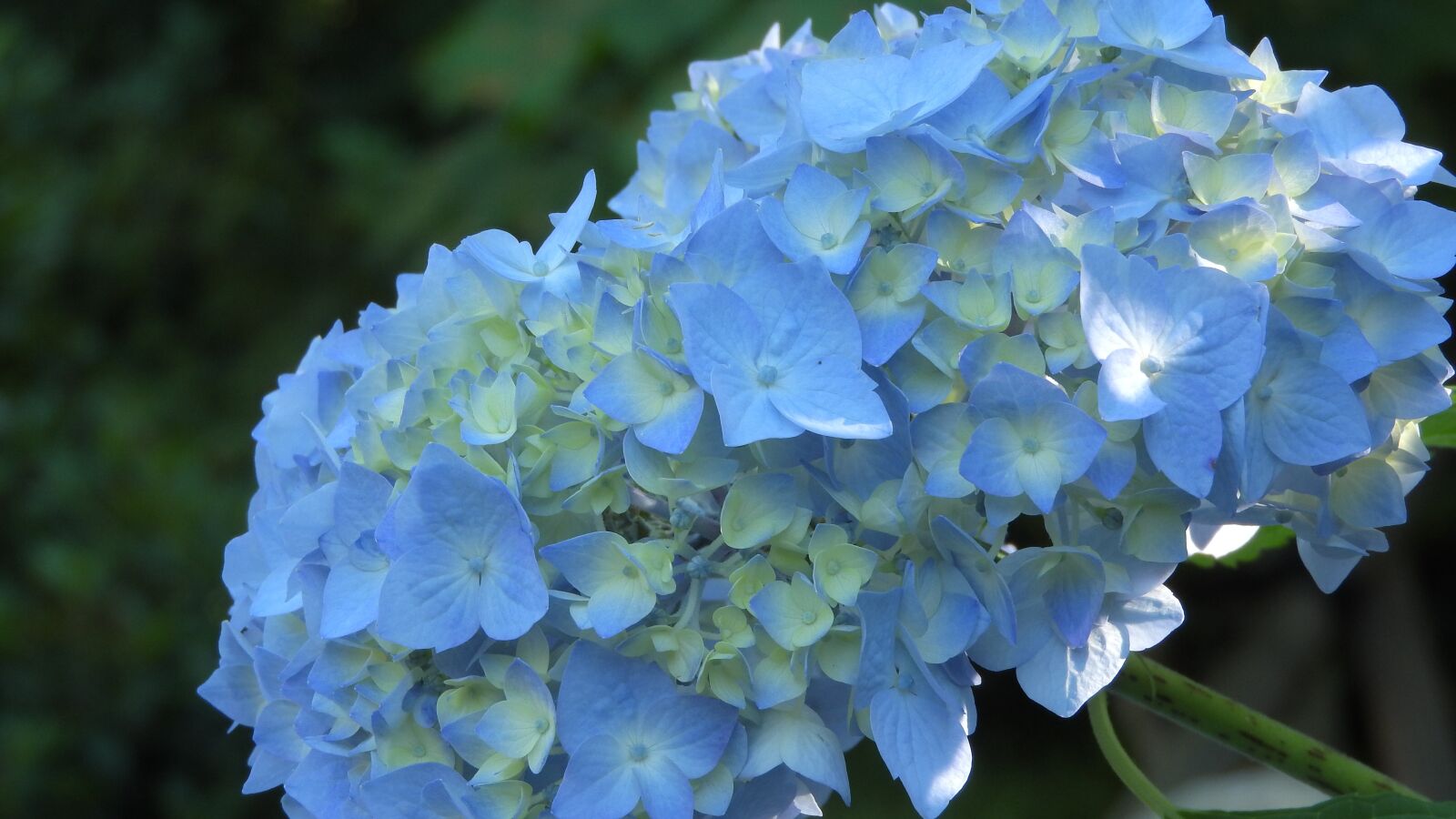 Nikon Coolpix P610 sample photo. Hydrangea, flower, inflorescence photography