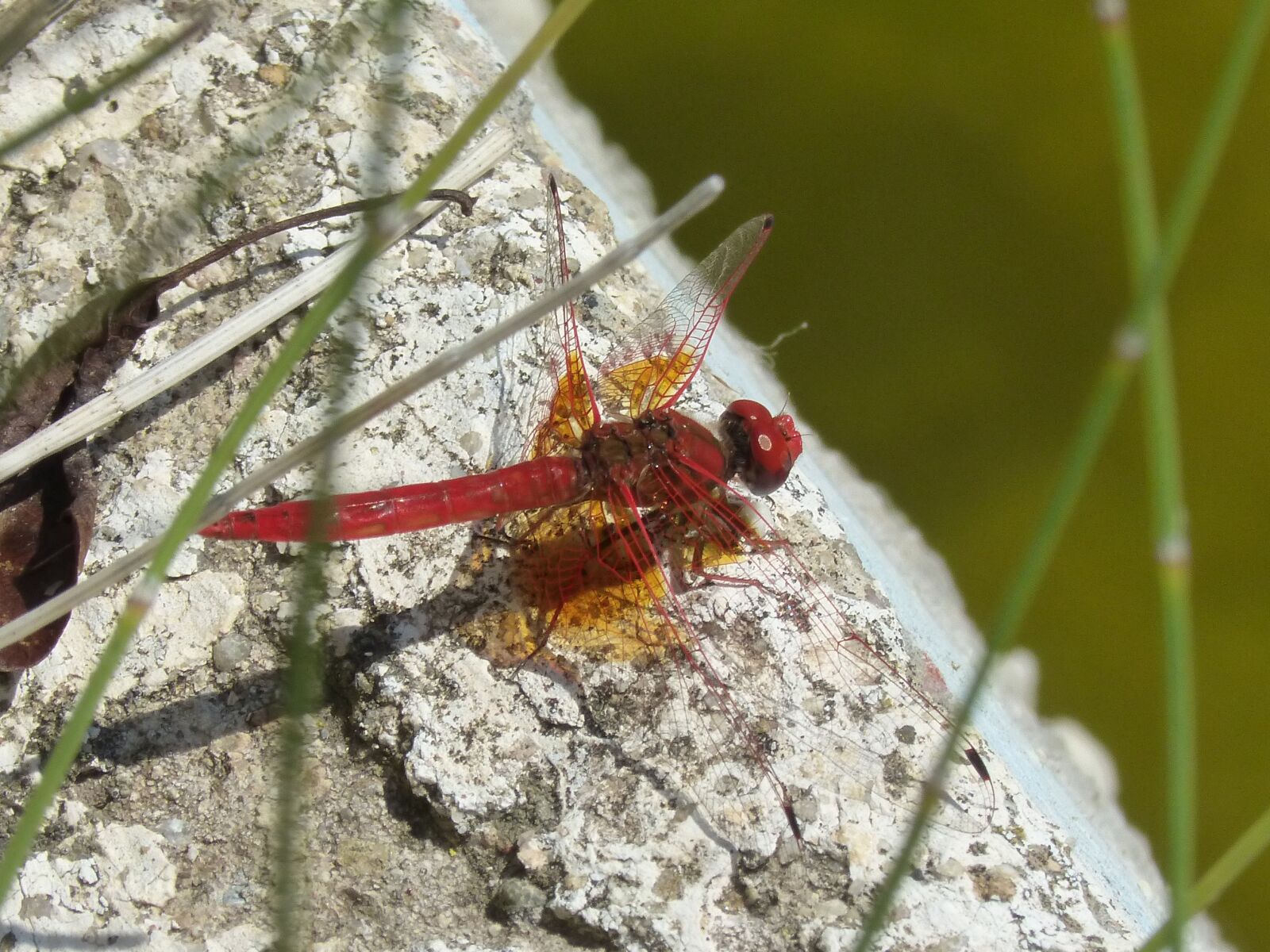 Panasonic DMC-FZ62 sample photo. Dragonfly, red dragonfly, raft photography