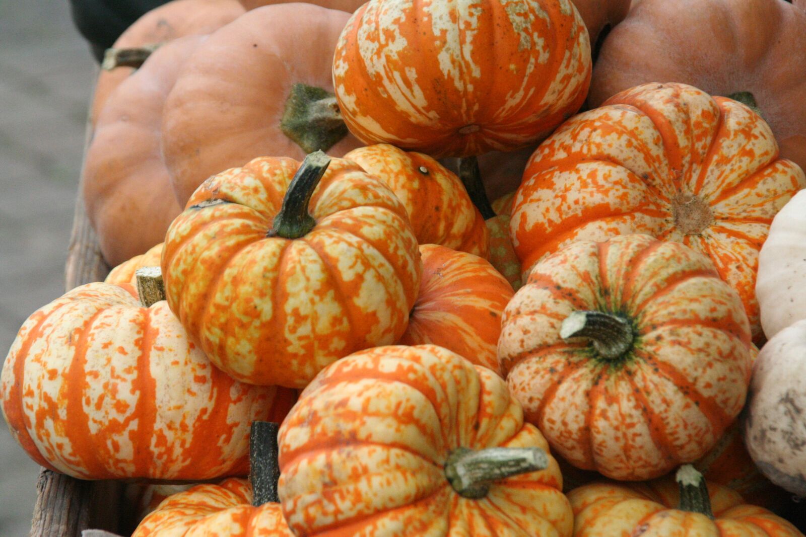 Canon EOS 350D (EOS Digital Rebel XT / EOS Kiss Digital N) sample photo. Pumpkin, halloween, autumn photography