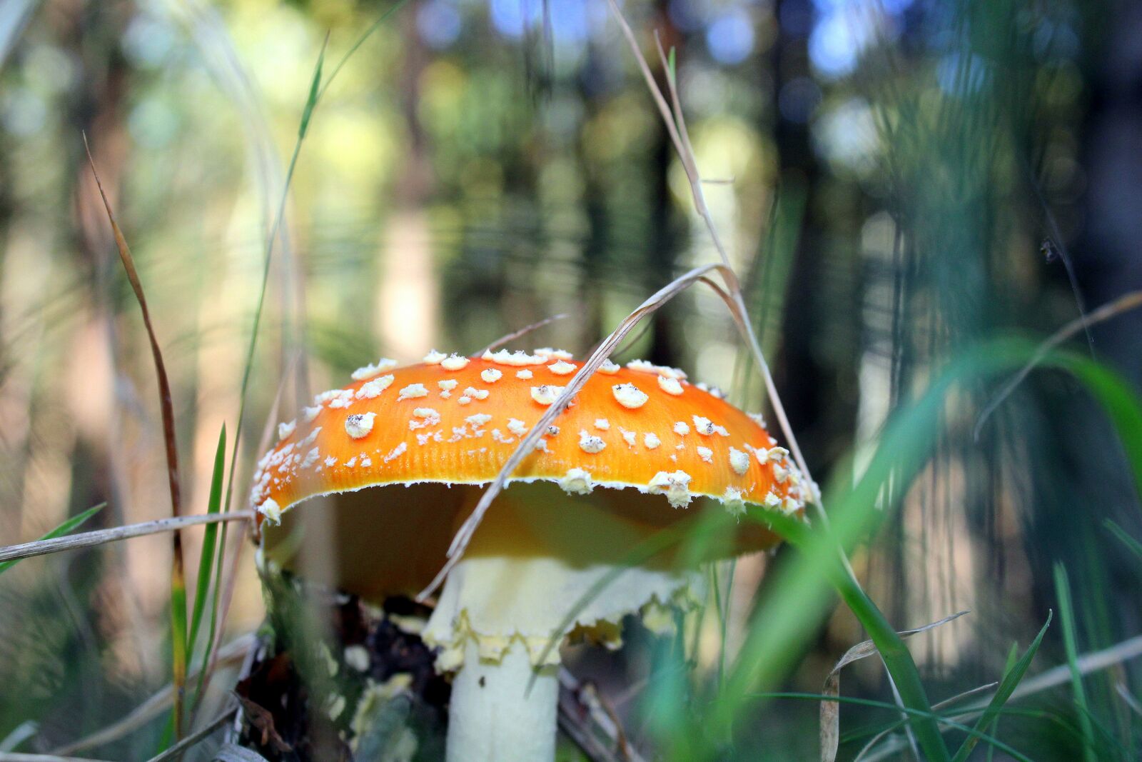 Canon EOS 1200D (EOS Rebel T5 / EOS Kiss X70 / EOS Hi) sample photo. Fly agaric red, poisonous photography