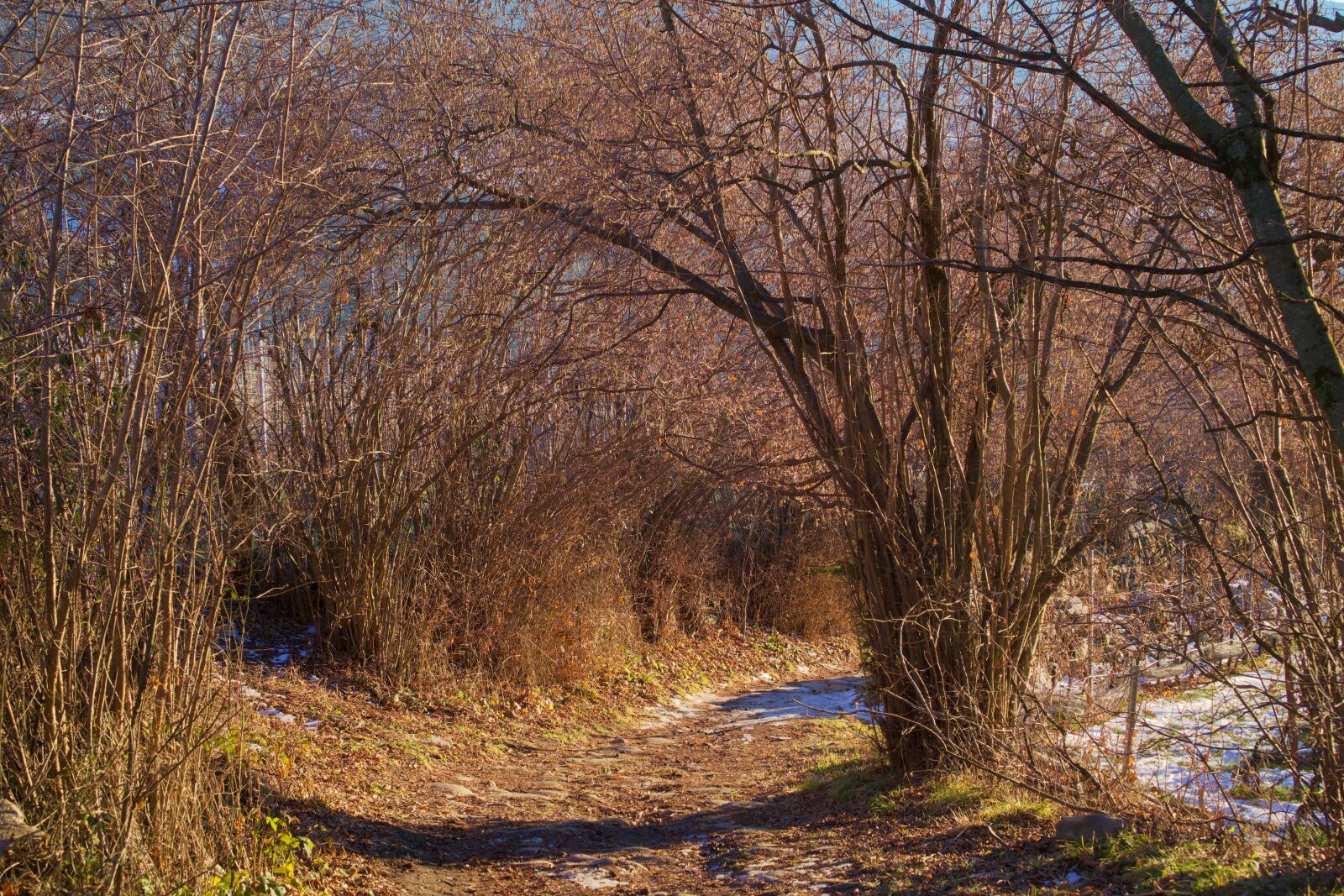 Sony a6000 + Sony E 35mm F1.8 OSS sample photo. Promenade, passage, nature photography