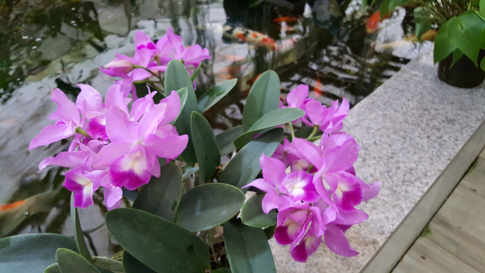 Samsung Galaxy Note5 sample photo. Flowers, nature, plants photography
