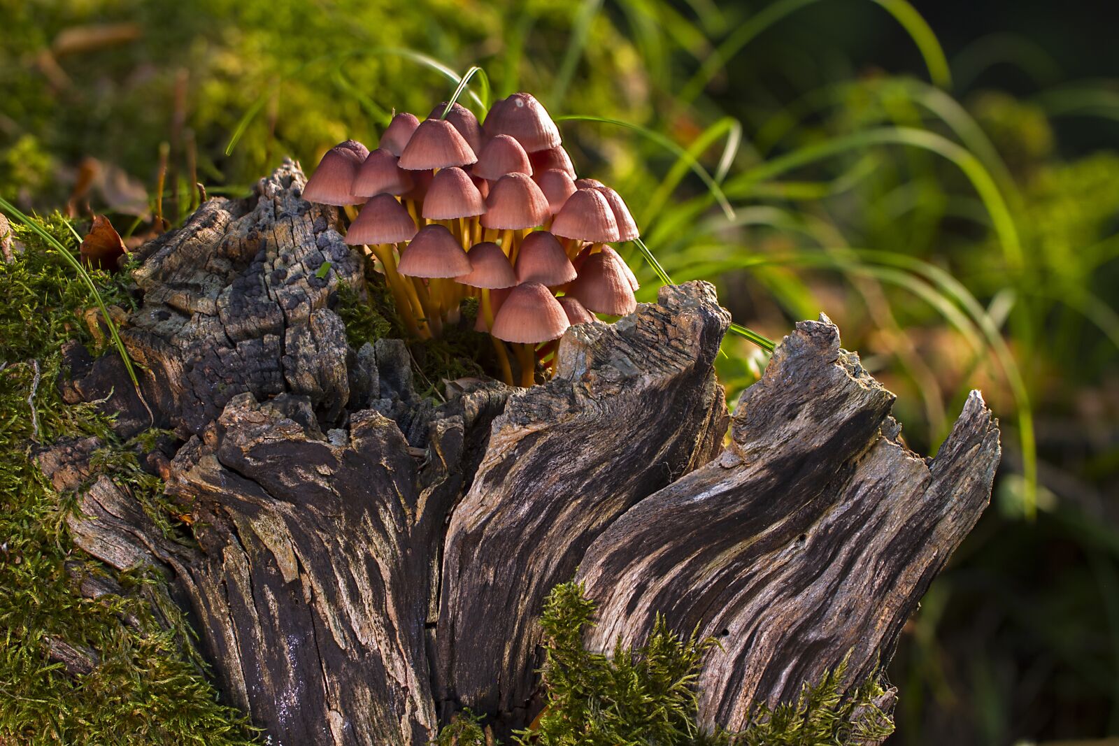 Tamron SP AF 60mm F2 Di II LD IF Macro sample photo. Mushroom, mushrooms, sponge photography