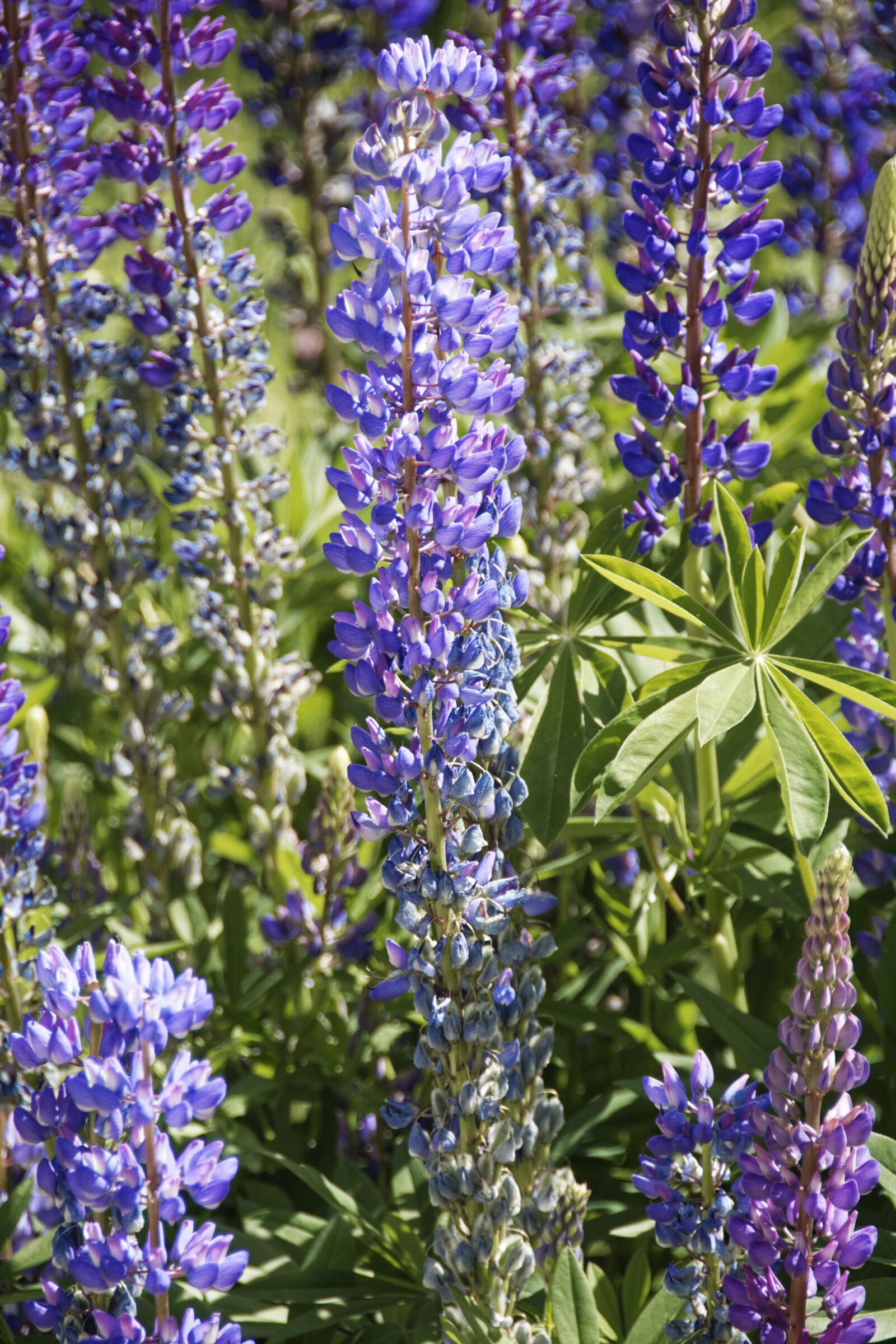 Nikon D500 sample photo. Flower, blossom, bloom photography