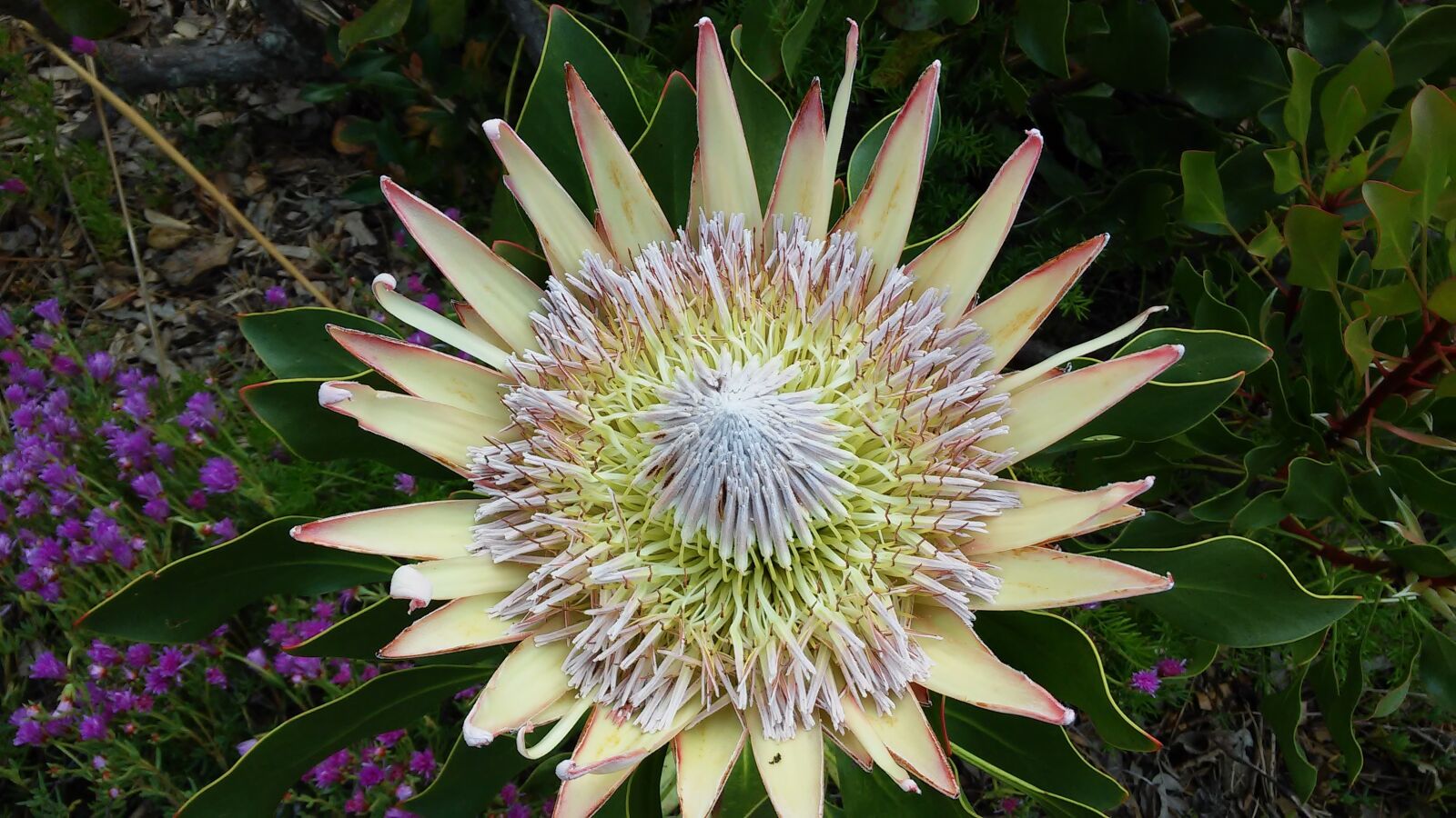 LG G2 MINI sample photo. Protea, south africa, flower photography