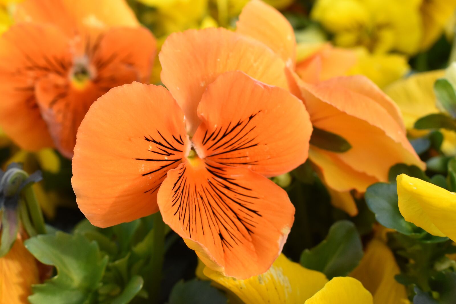 Nikon D3400 sample photo. Pansy, flower, garden photography