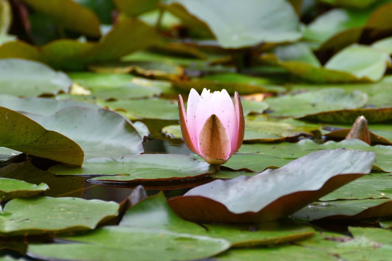 Nikon D500 sample photo. Flora, nature, flower photography