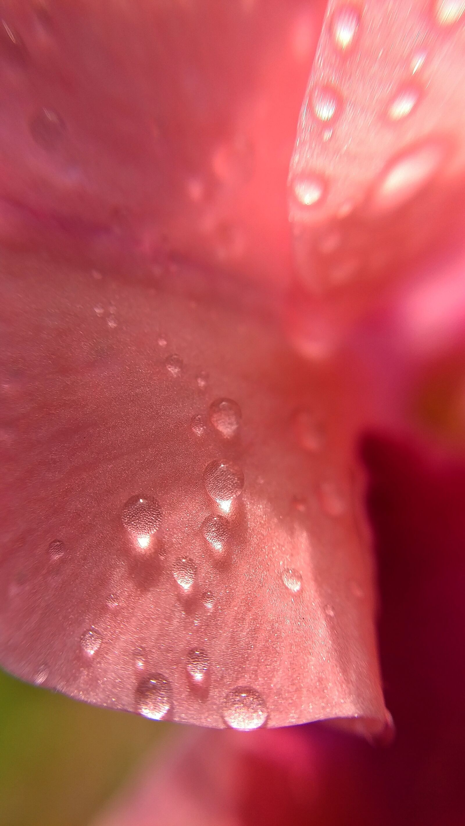 LG V20 sample photo. Macro, flower, petal photography
