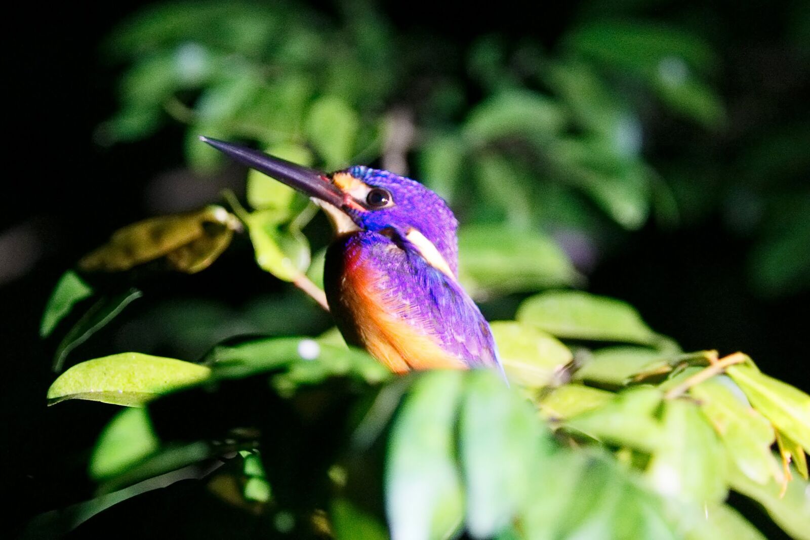 Canon EOS-1D X sample photo. Bird, purple, wildlife photography