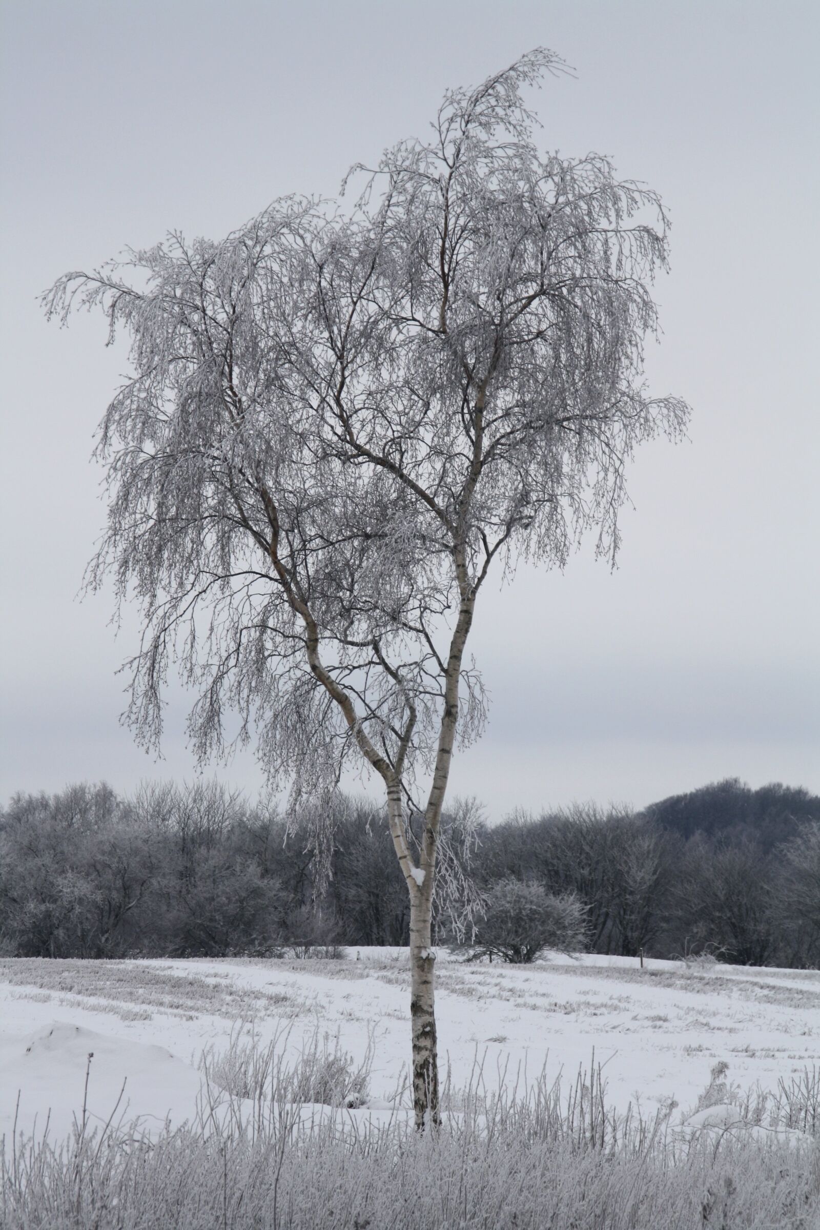 Canon EOS 1000D (EOS Digital Rebel XS / EOS Kiss F) sample photo. Winter, snow, cold photography