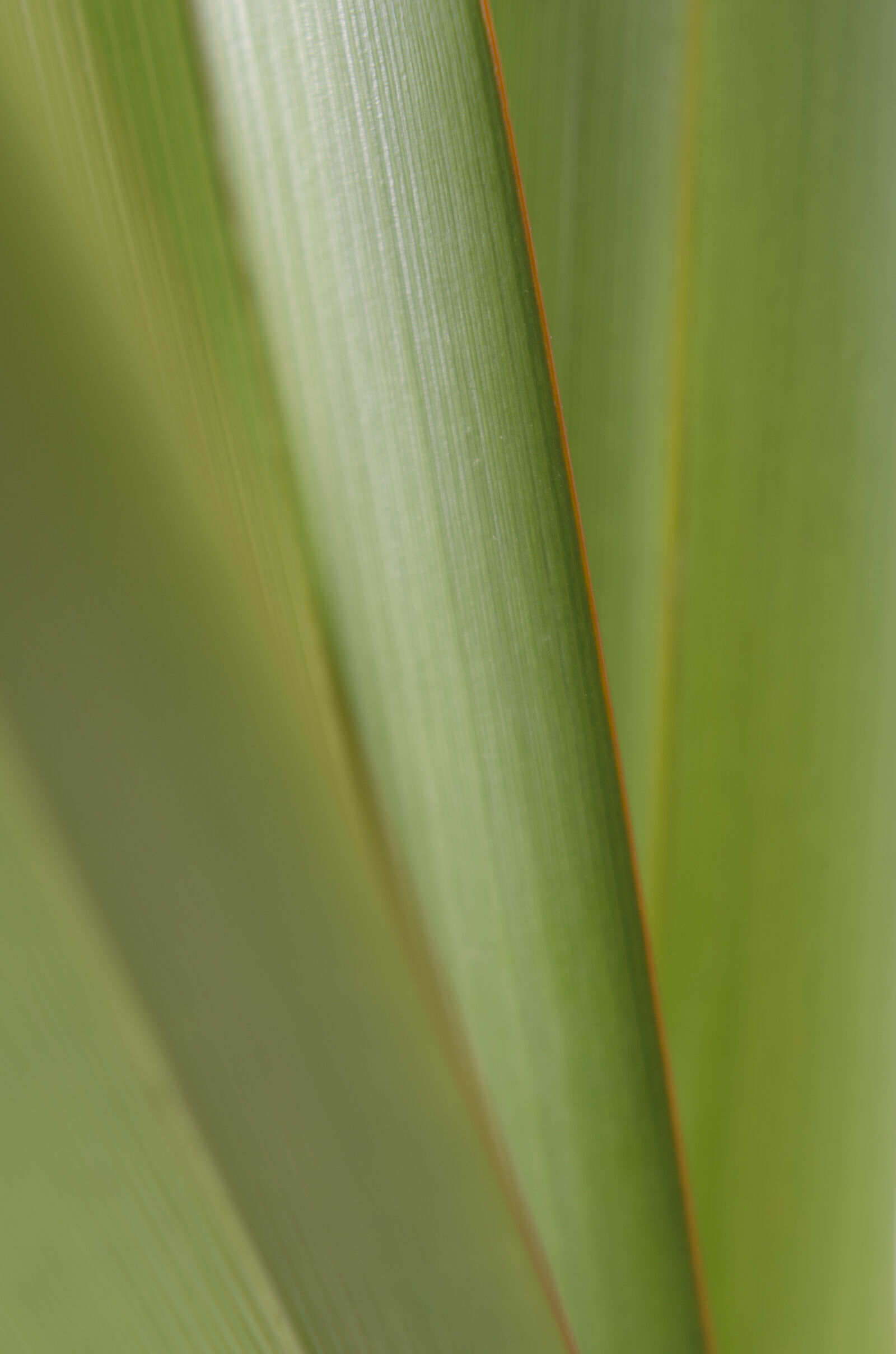 Nikon D7000 + Nikon AF-S Nikkor 50mm F1.8G sample photo. Abstract, abstrato, background, brazilian photography