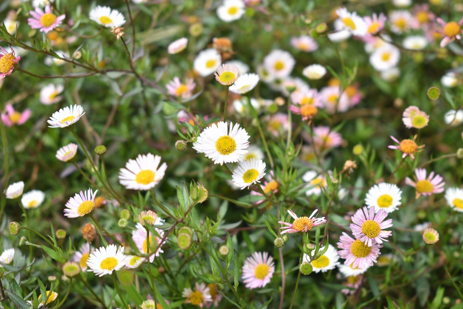 Nikon D3400 sample photo. Chamomile flowers, flowers, wild photography